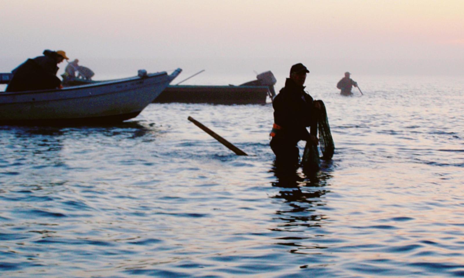 Laguna pi&ugrave; "salata", in crisi 500 addetti alla molluschicoltura