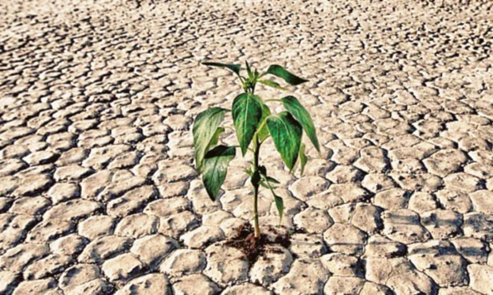 A Ca&rsquo; Lino stop all&rsquo;irrigazione, acqua salata