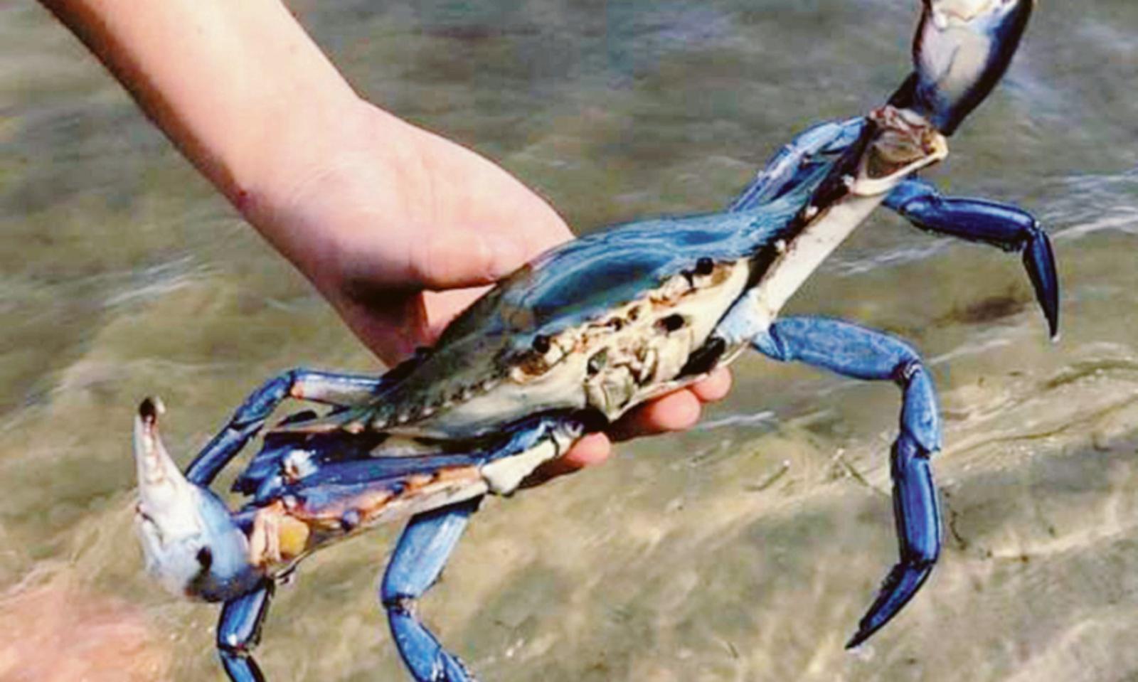 Invasi dal granchio blu