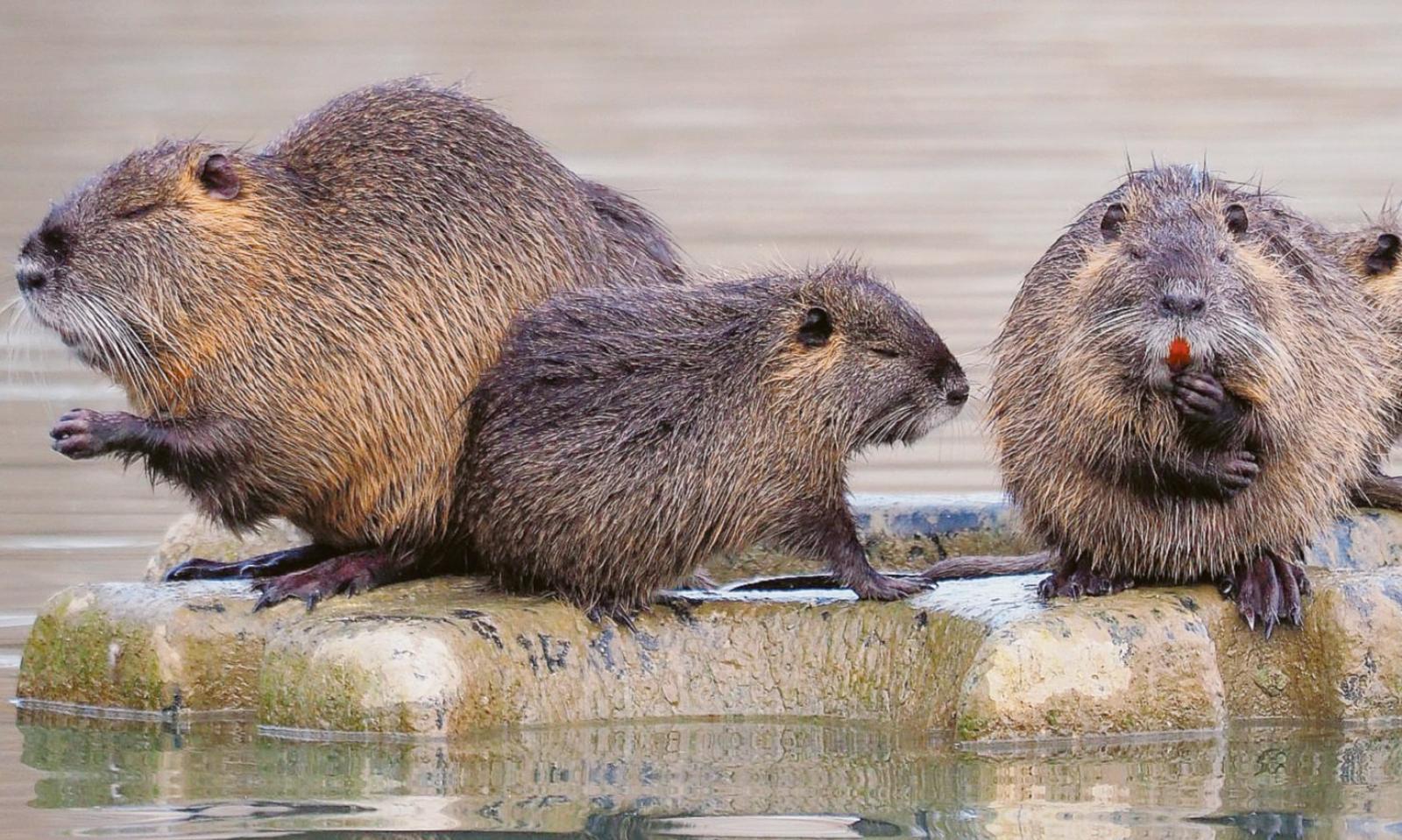 Il Comune dichiara guerra alle nutrie