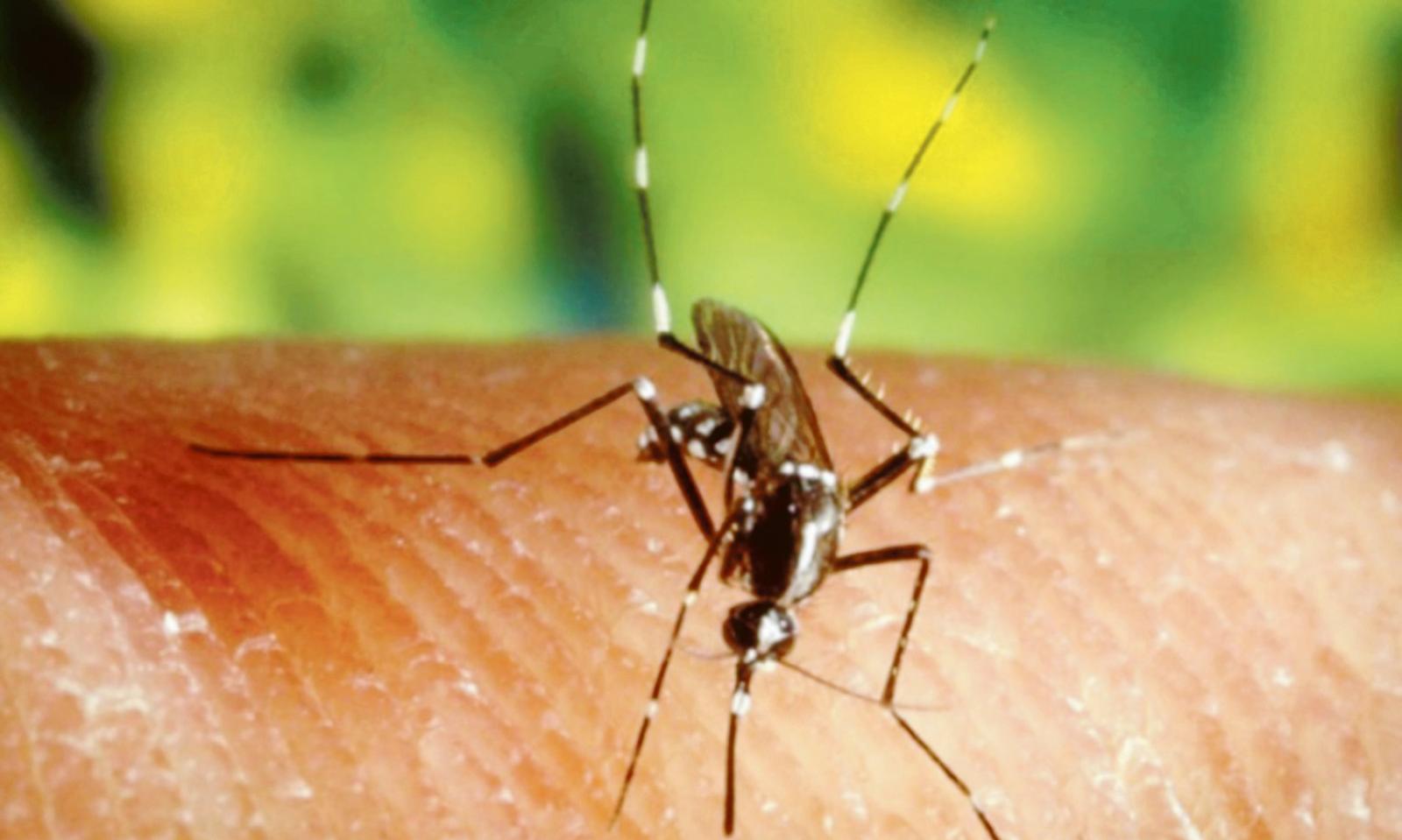 Guerra aperta a topi e zanzare