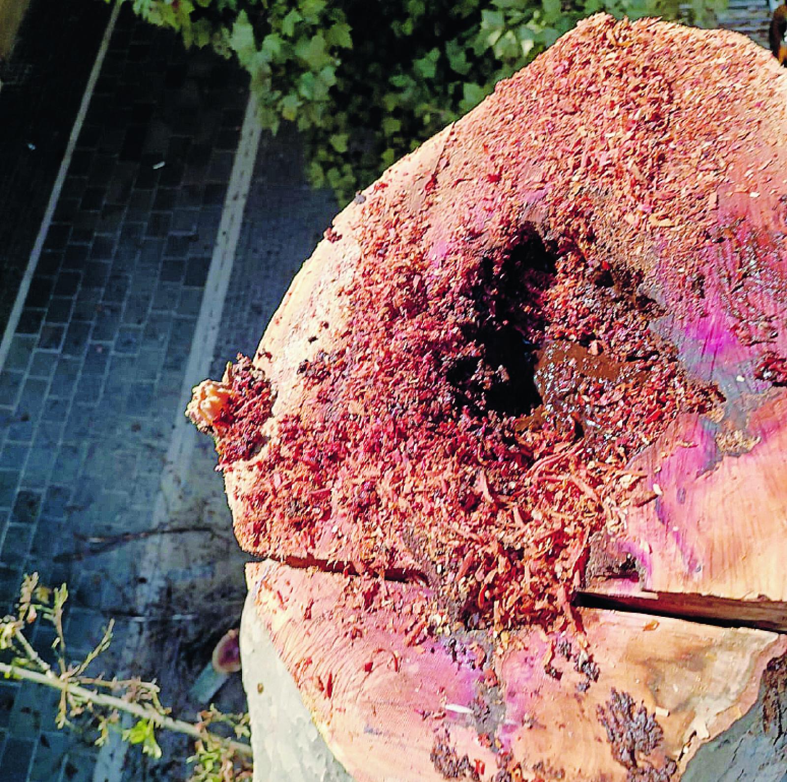 Alberi malati: 10 saranno abbattuti