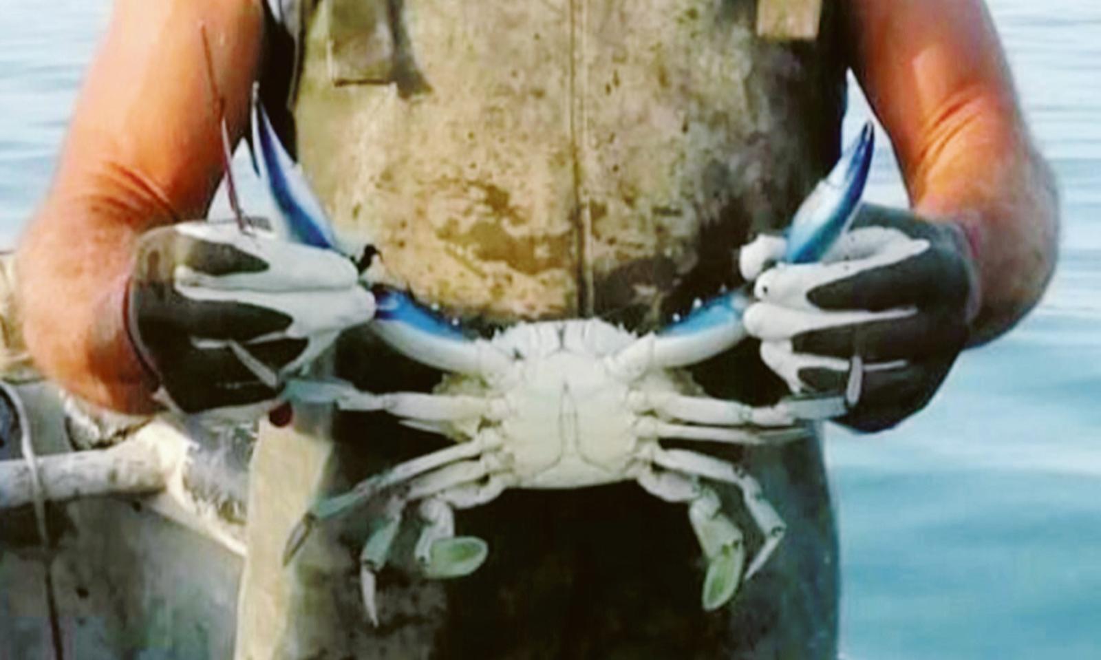 &ldquo;Ecco come fermeremo il granchio blu&rdquo;