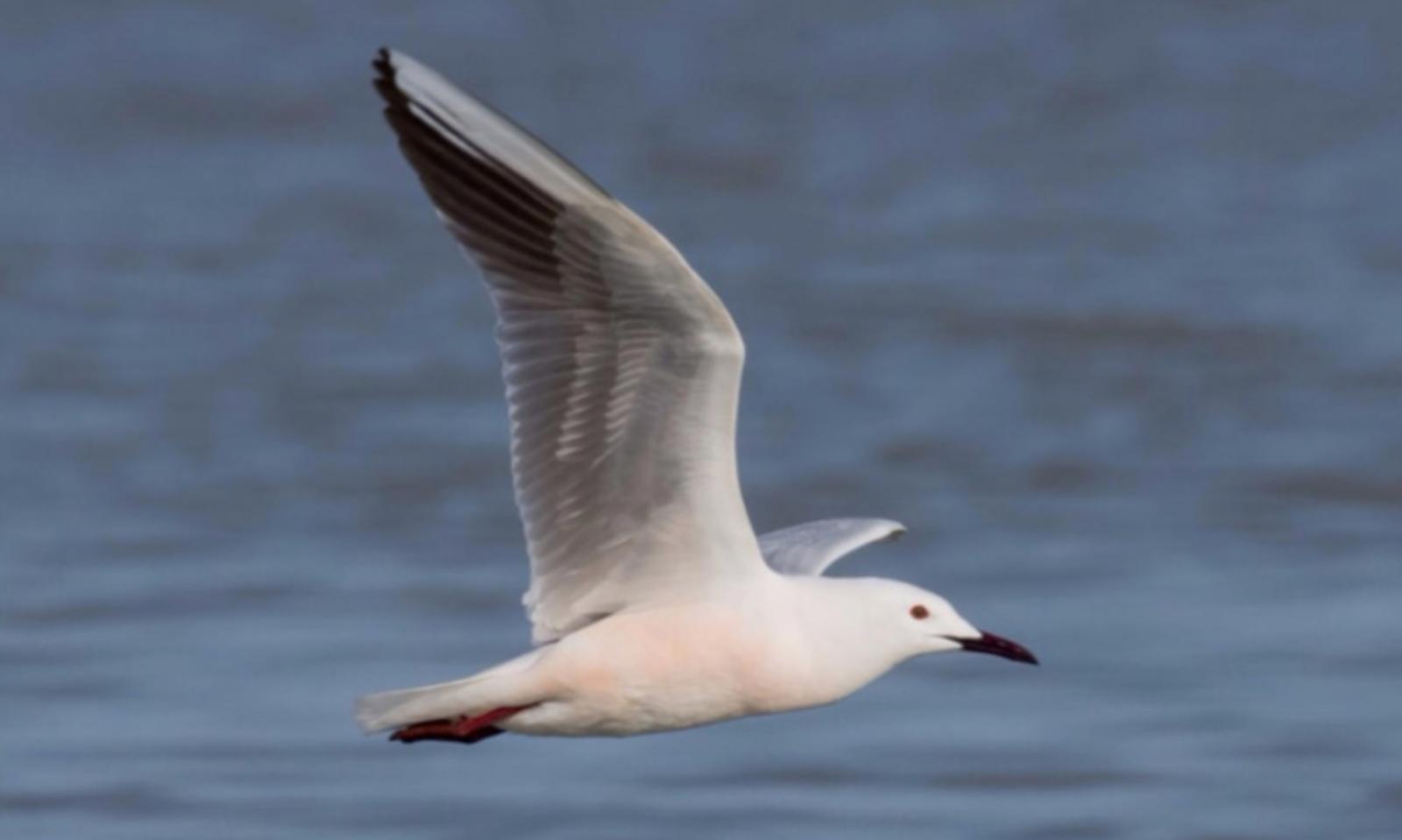 Anche i gabbiani possono essere un valore aggiunto