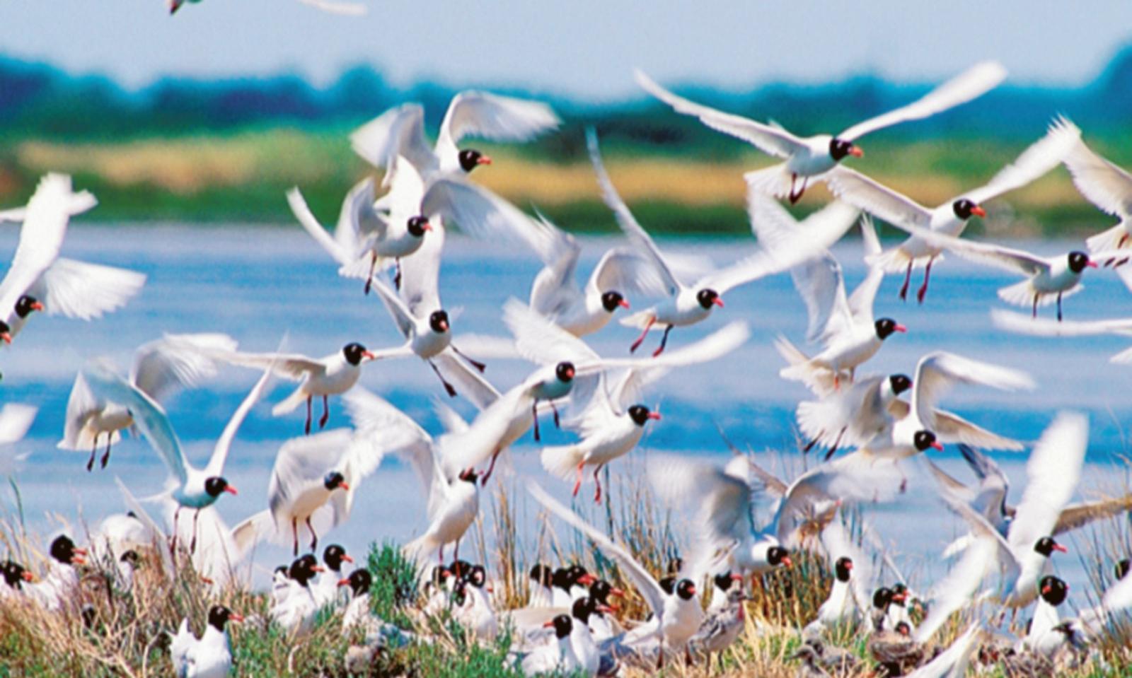 A caccia di gabbiani con Chioggia Gulls 2024