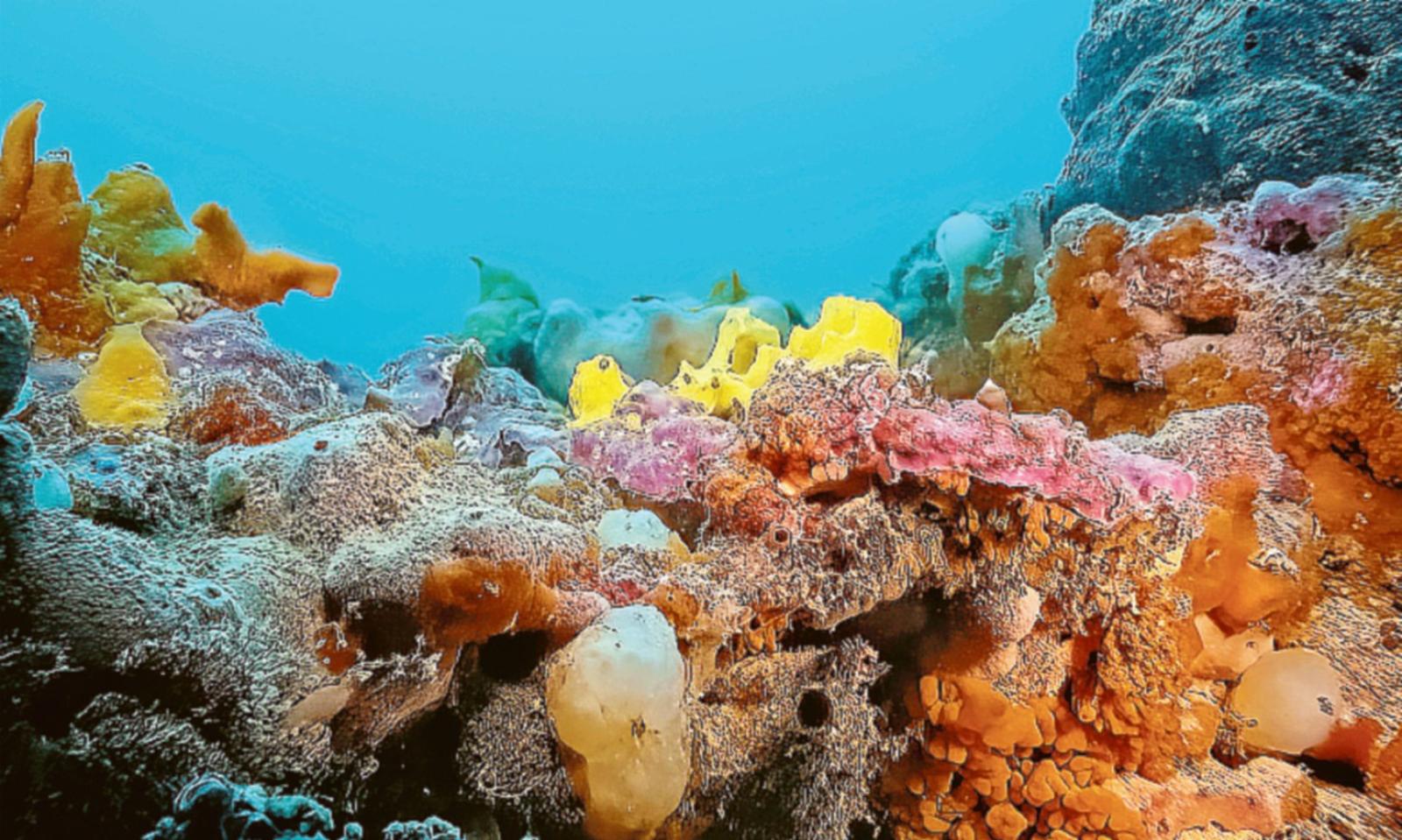 &ldquo;Le Tegnue siano patrimonio dell'Unesco&rdquo;