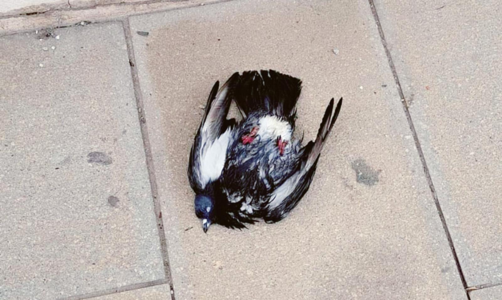 Moria di colombi, c'&egrave; l'ipotesi del veleno