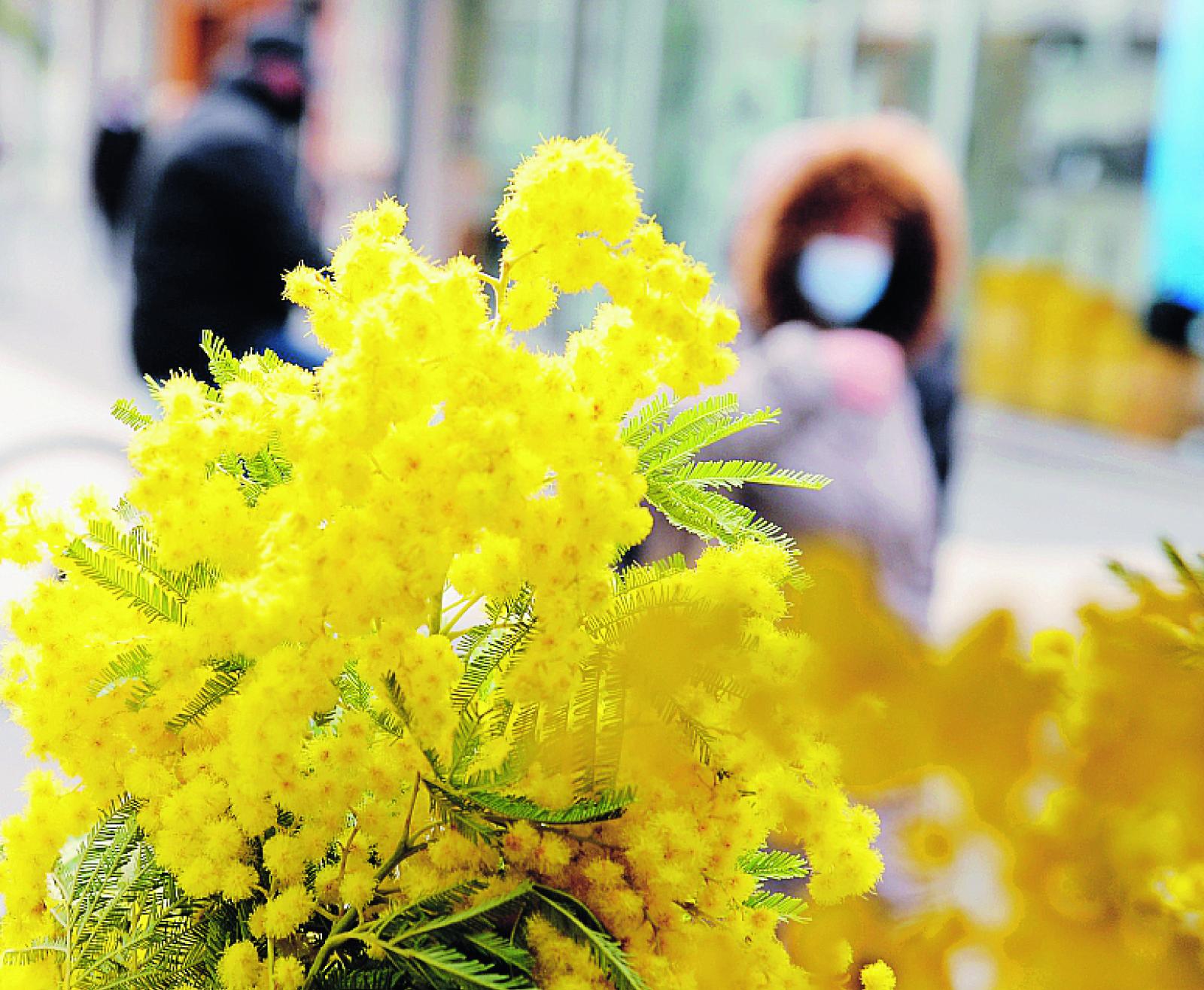 La mimosa non basta pi&ugrave;