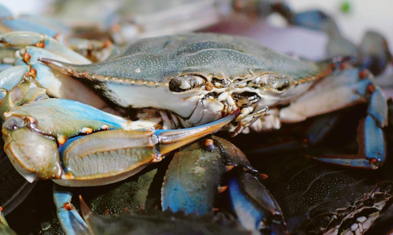 Preghiera per liberarci del granchio