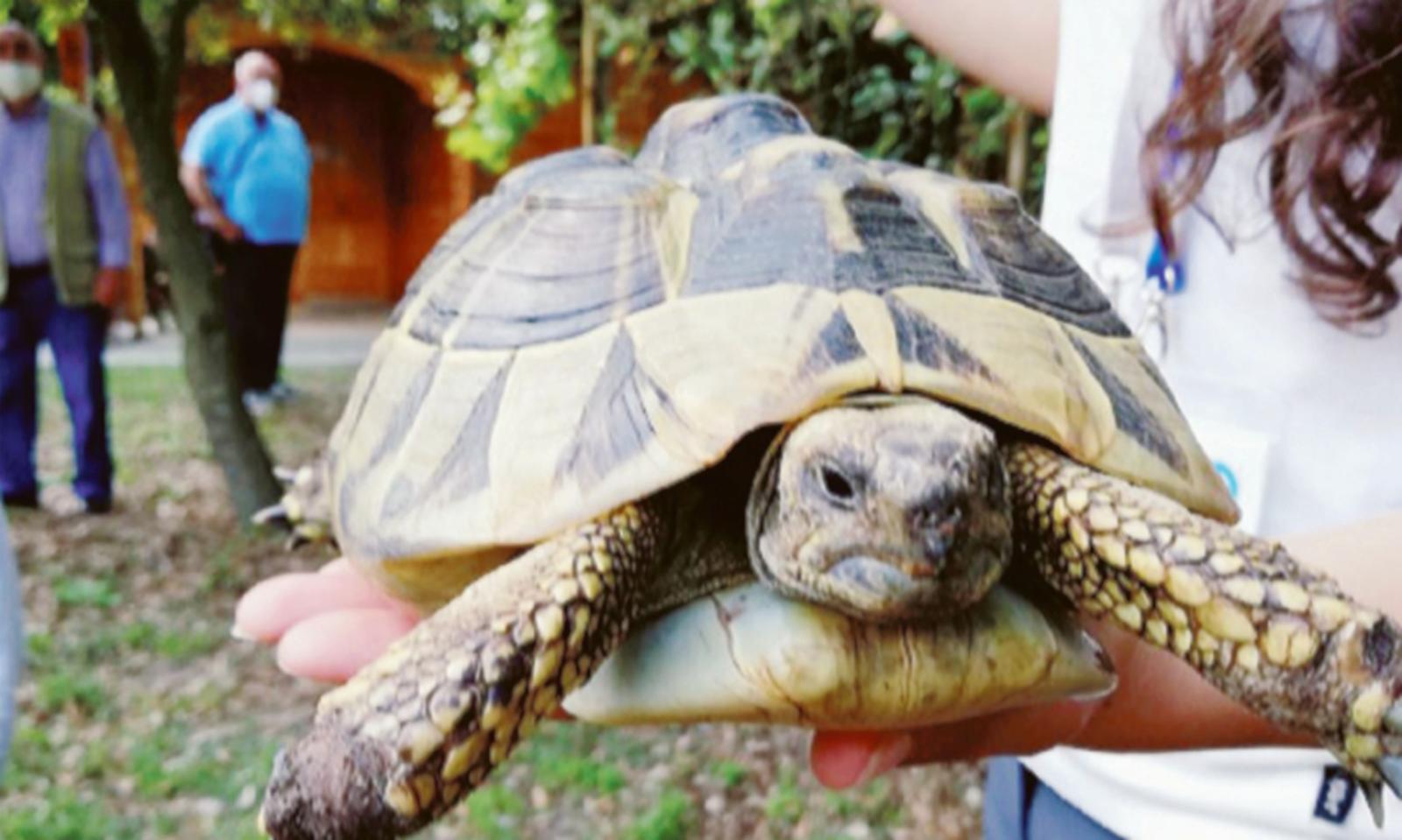 Il Bosco Nordio diventa &ldquo;stregato&rdquo;