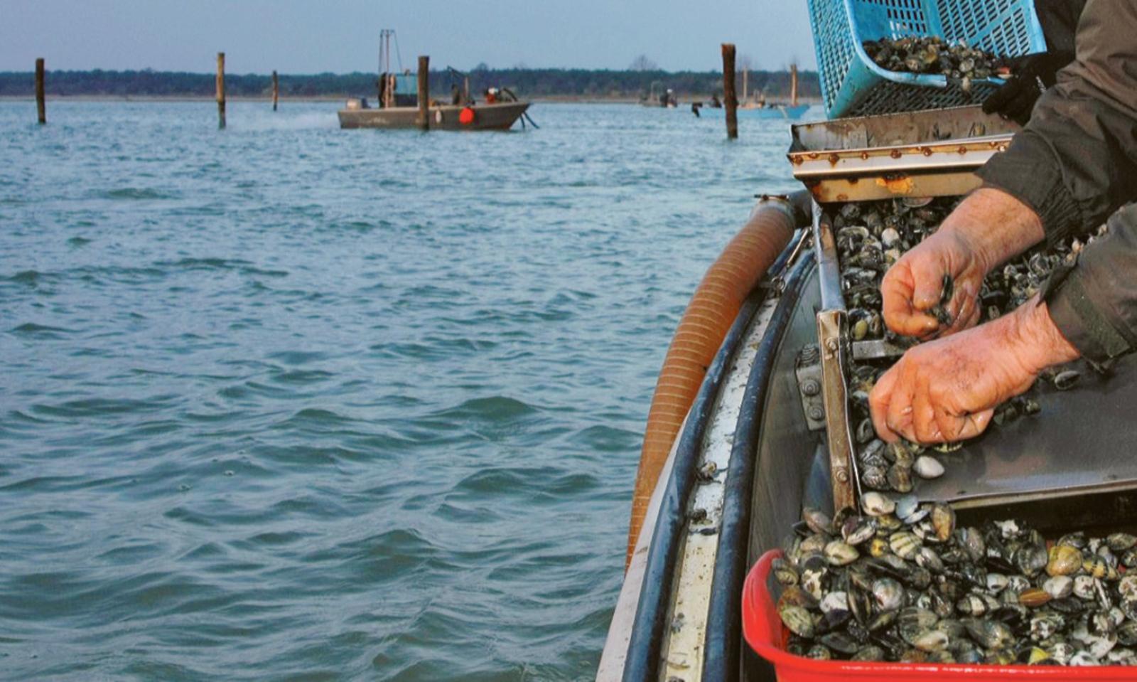 Pesca veneta, bene i mercati ma restano le sfide per venericoltura e imprese