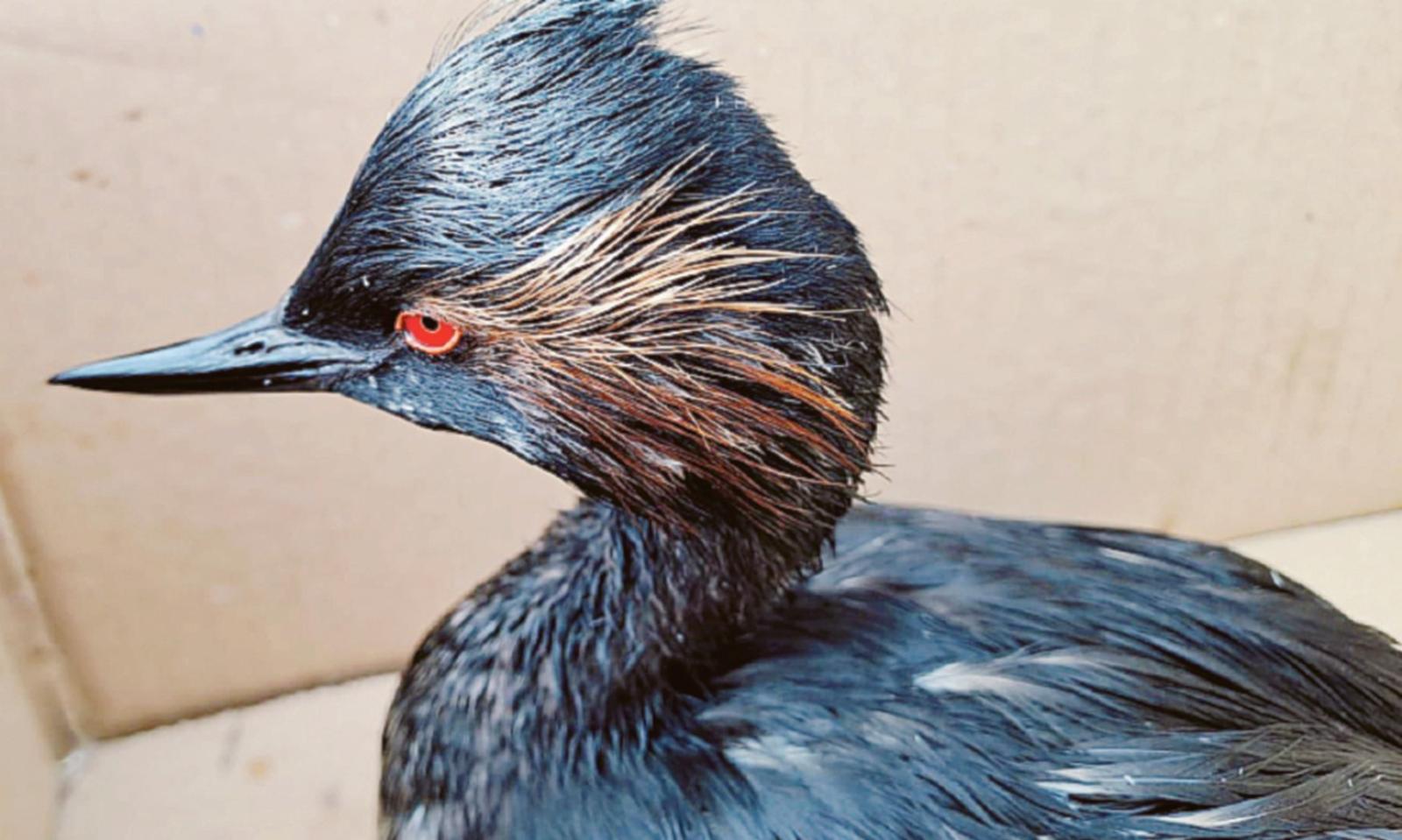 Sversamento, l&rsquo;Arpav indaga