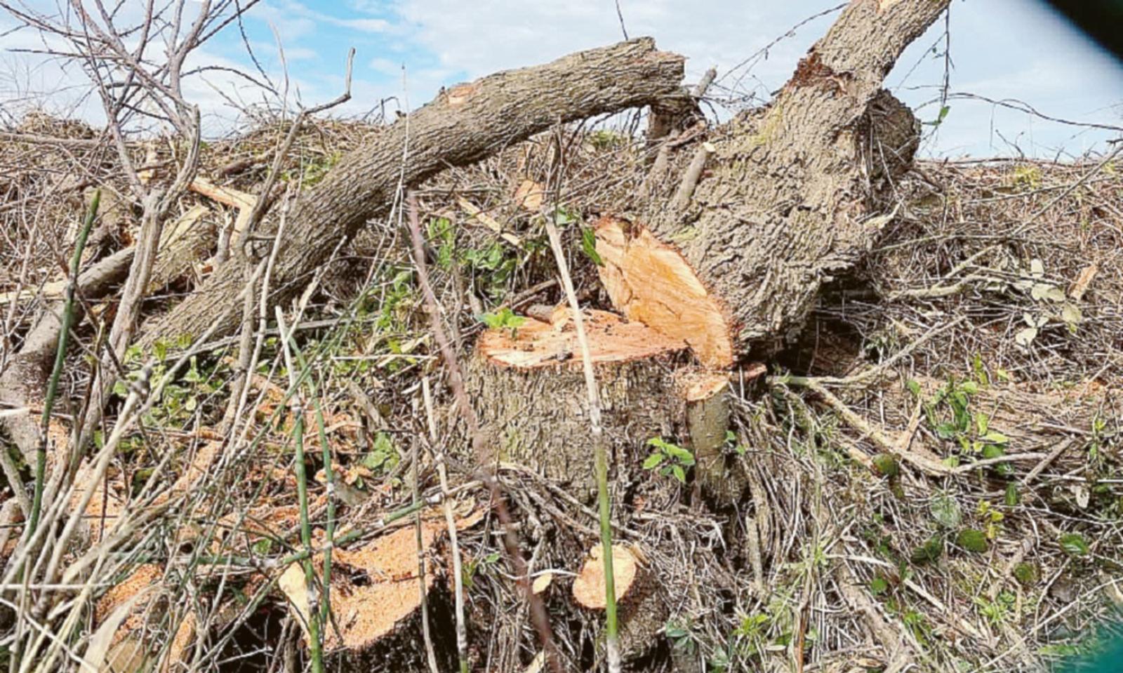 Oasi San Felice, i lavori in aula