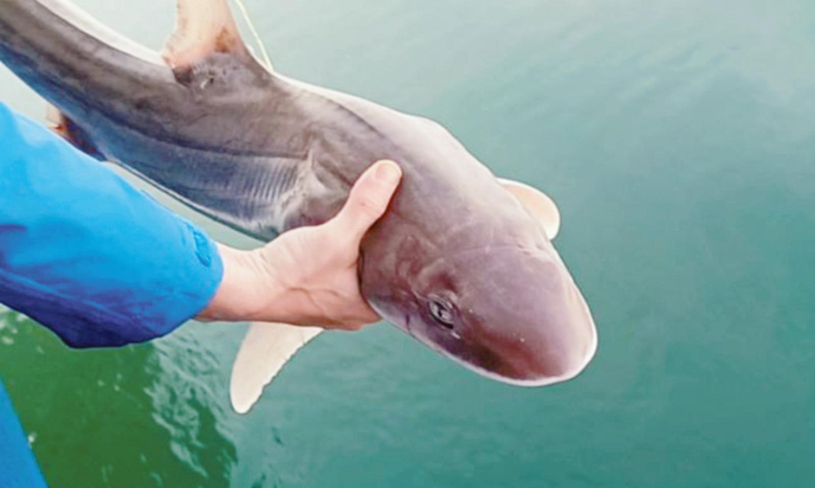 Nelle reti finiscono squali e razze