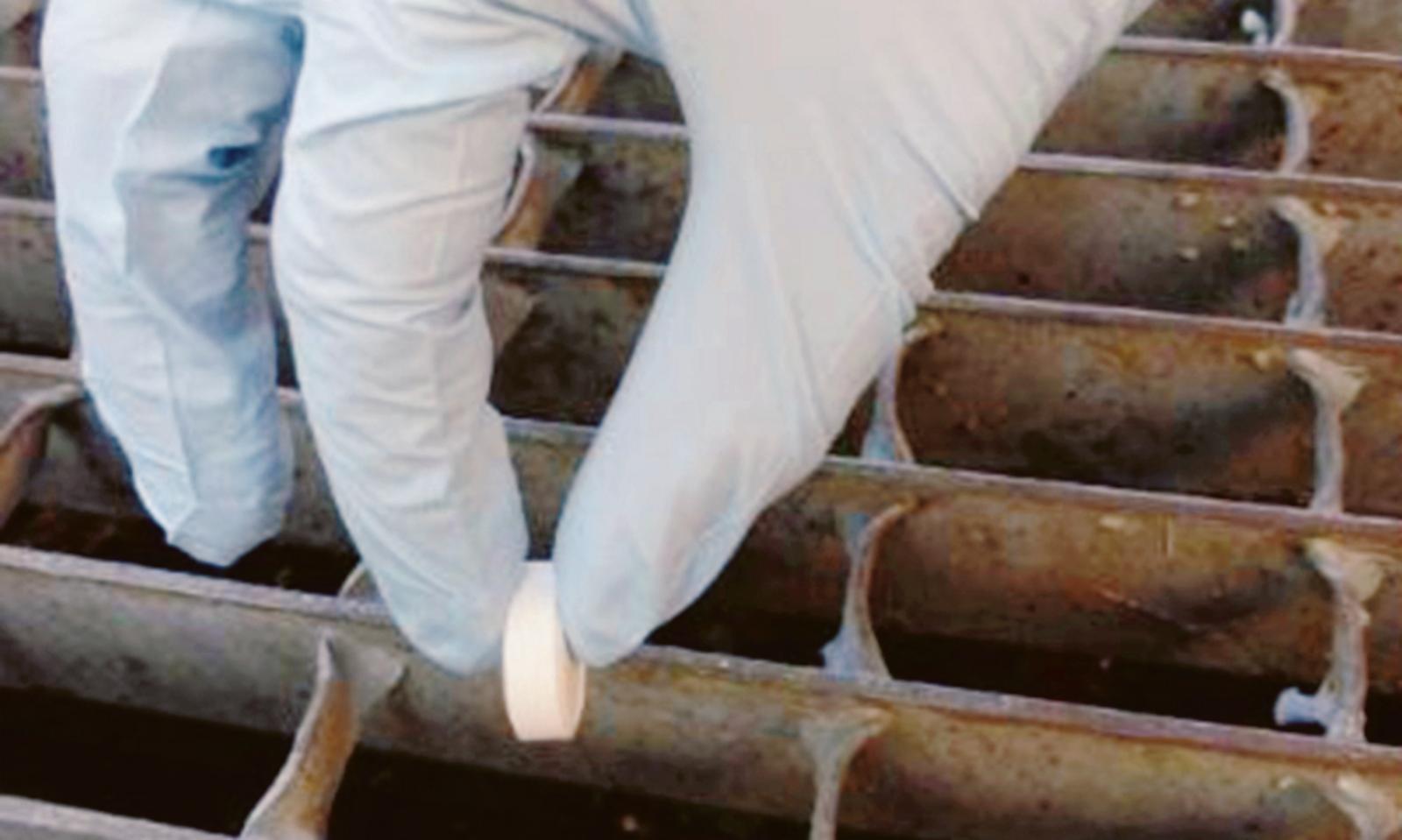 Zanzare, parte la campagna