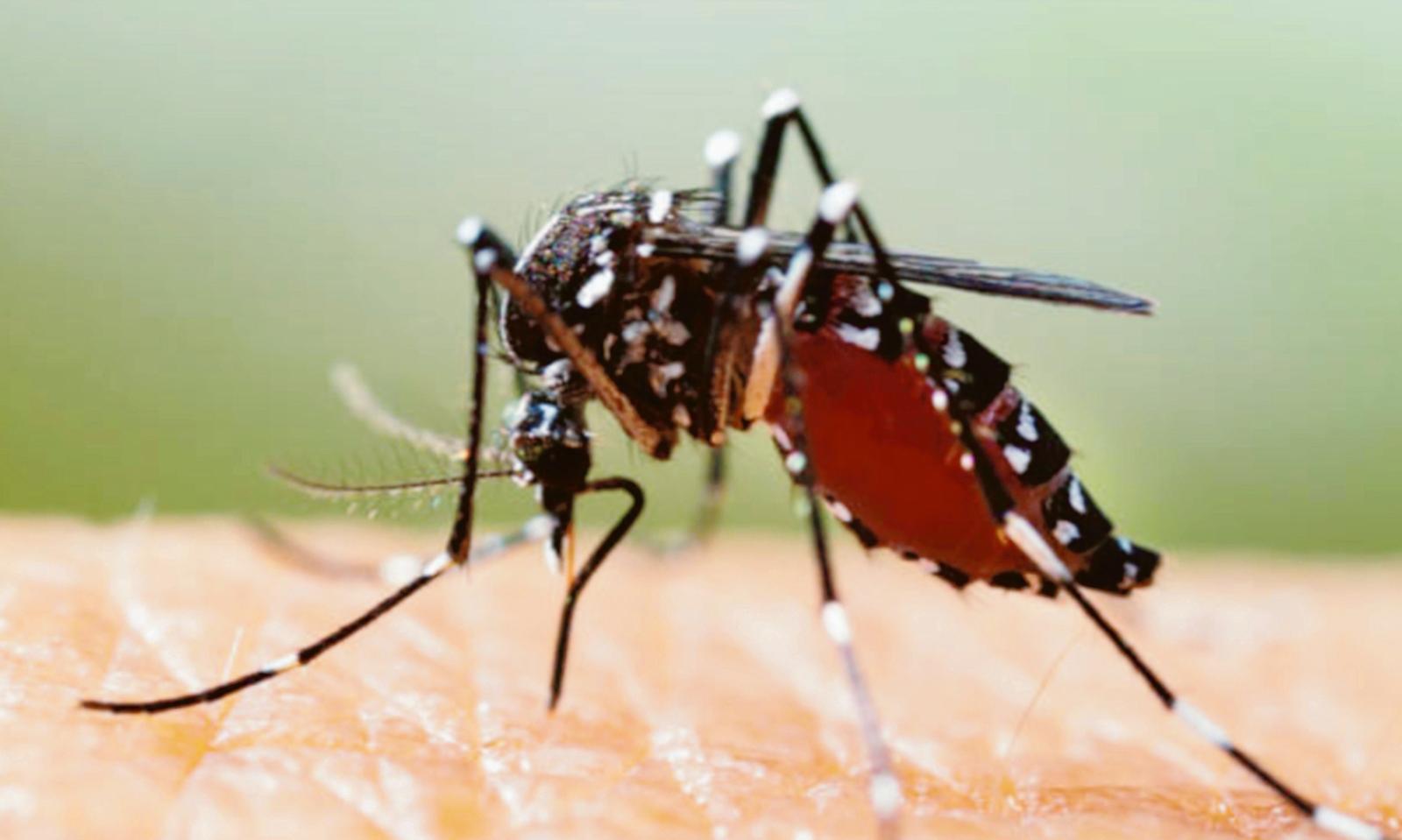 West Nile, si disinfesta ancora