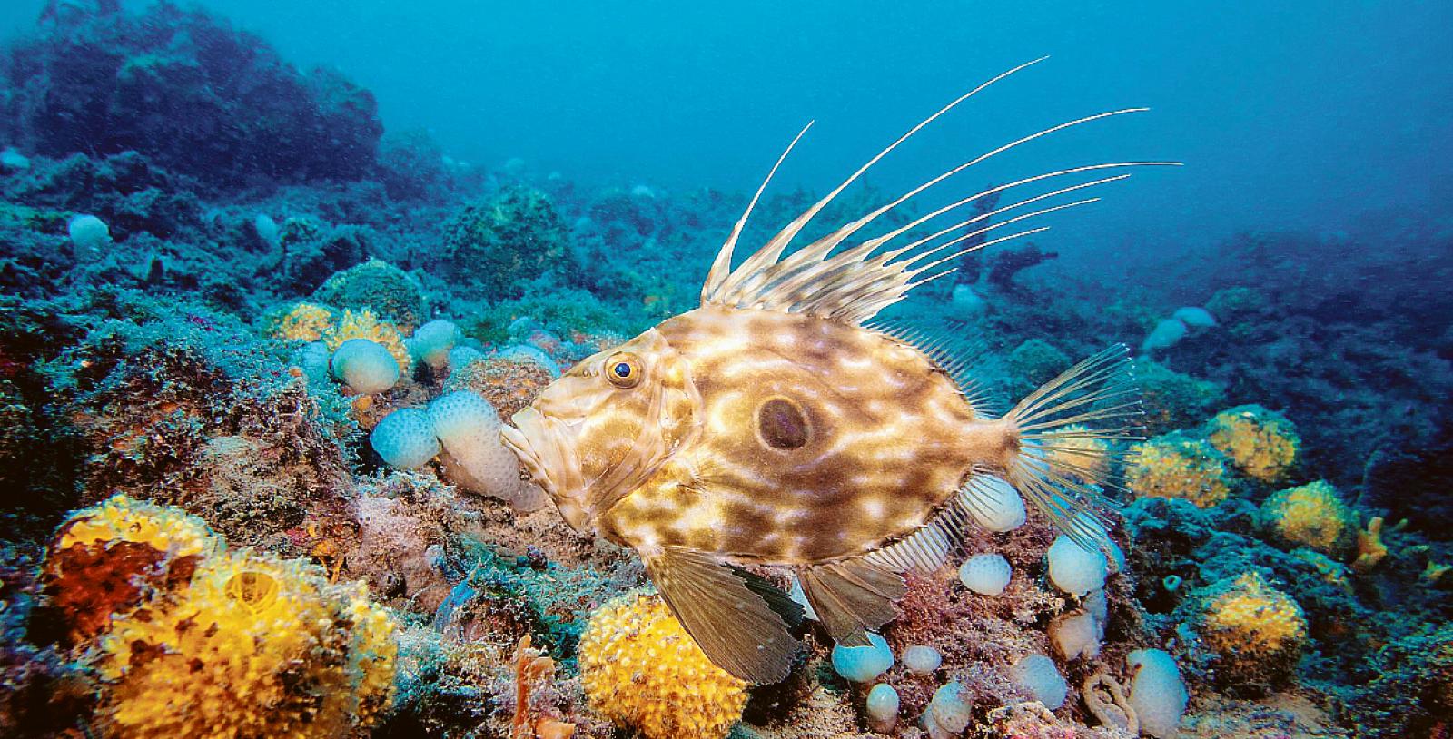 Un&rsquo;immersione tra arte e mare