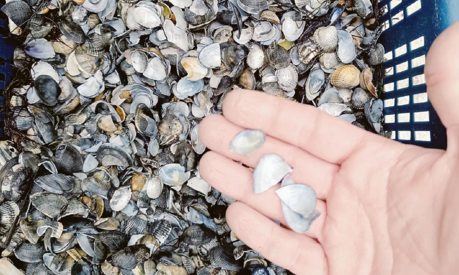 Allarme vongole, &ldquo;servono aiuti&rdquo;