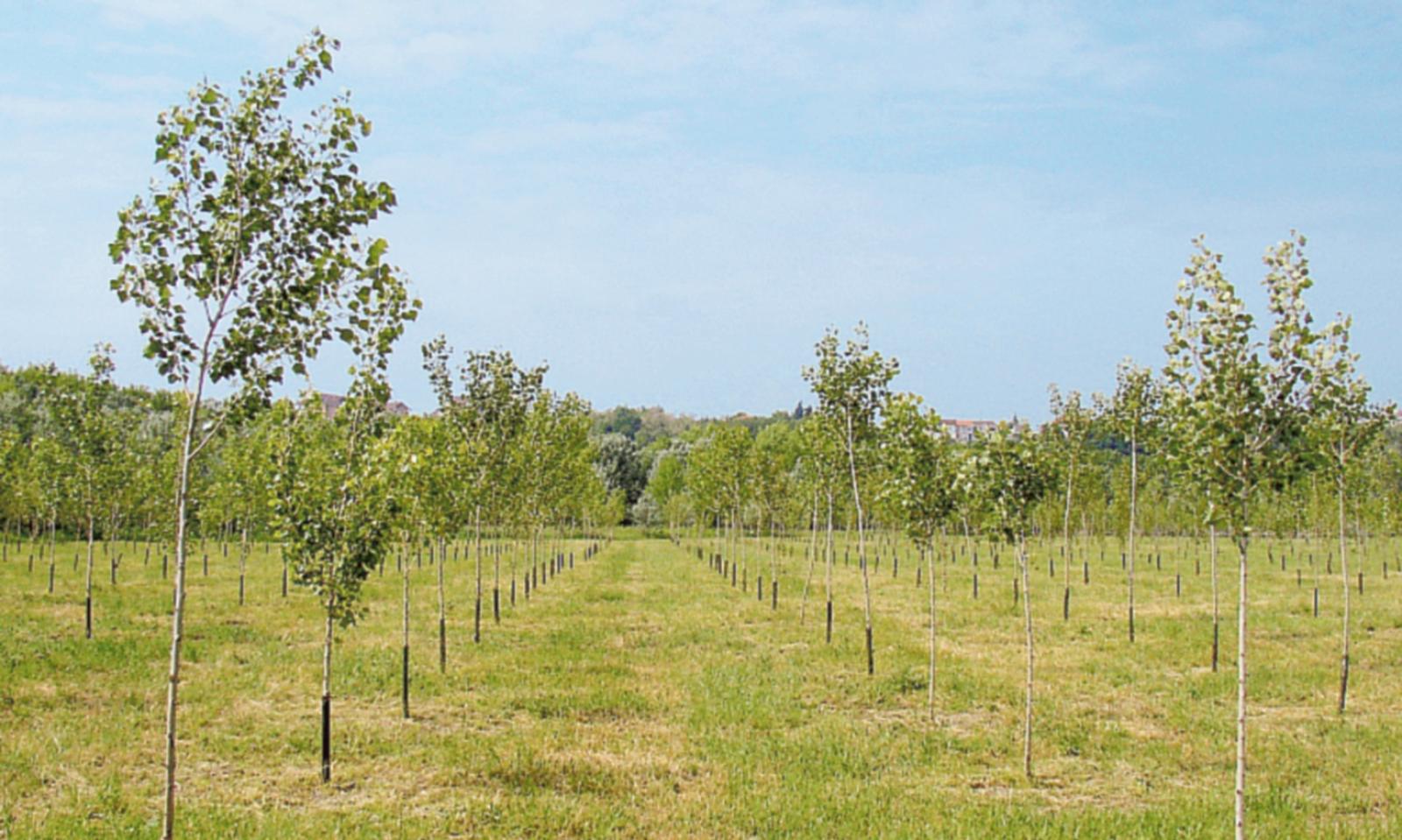 Presto la consegna degli alberi