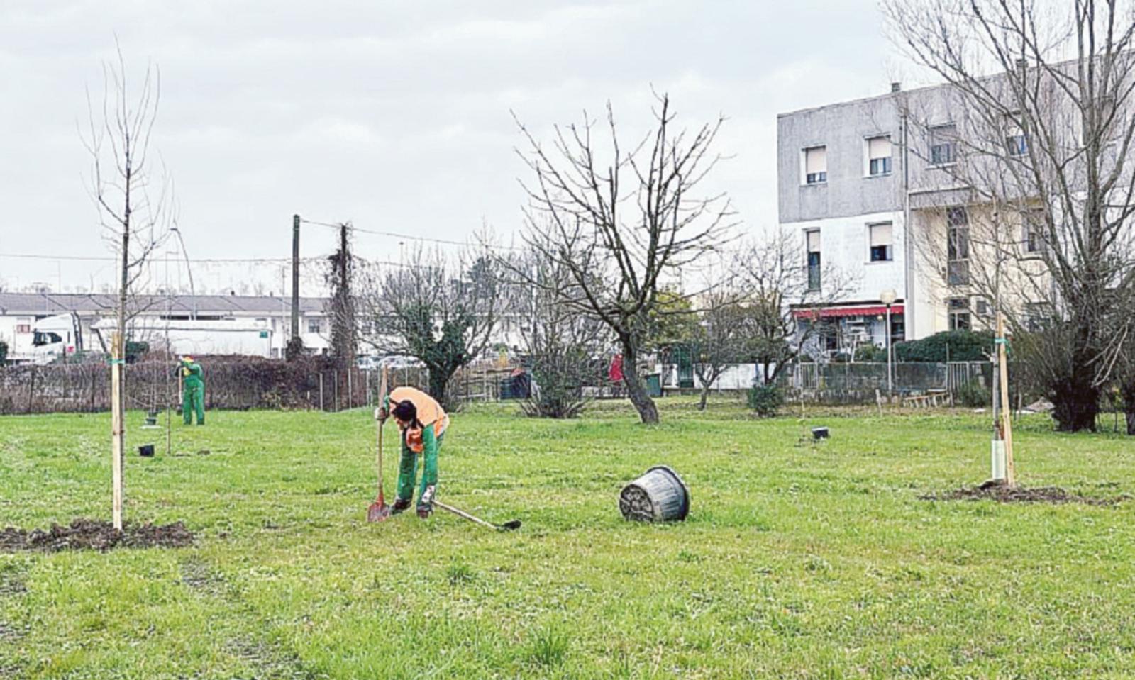 Altri 54 alberi piantati in citt&agrave; grazie a WikiScuola