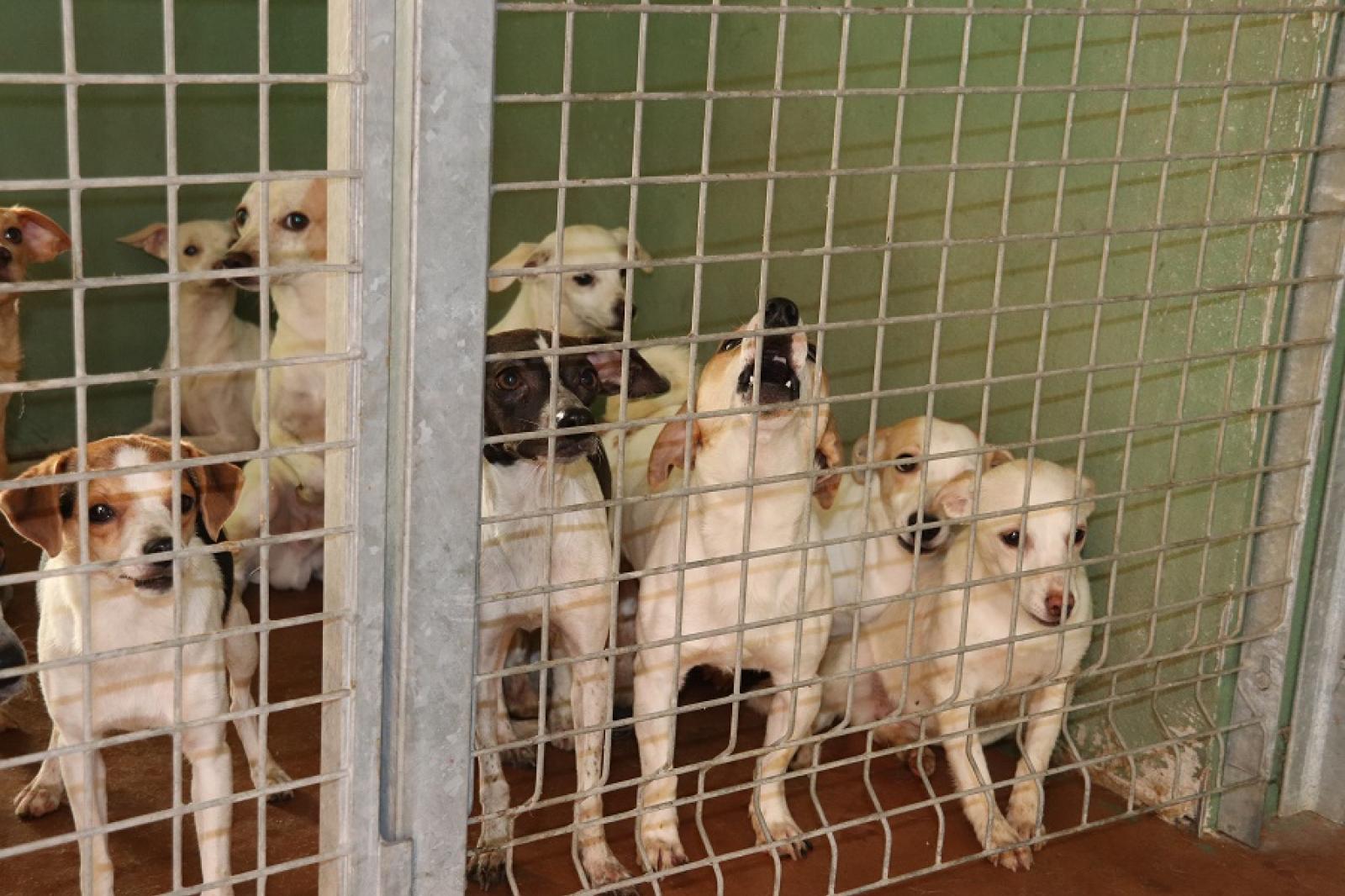 Canile, rinnovata l&rsquo;intesa