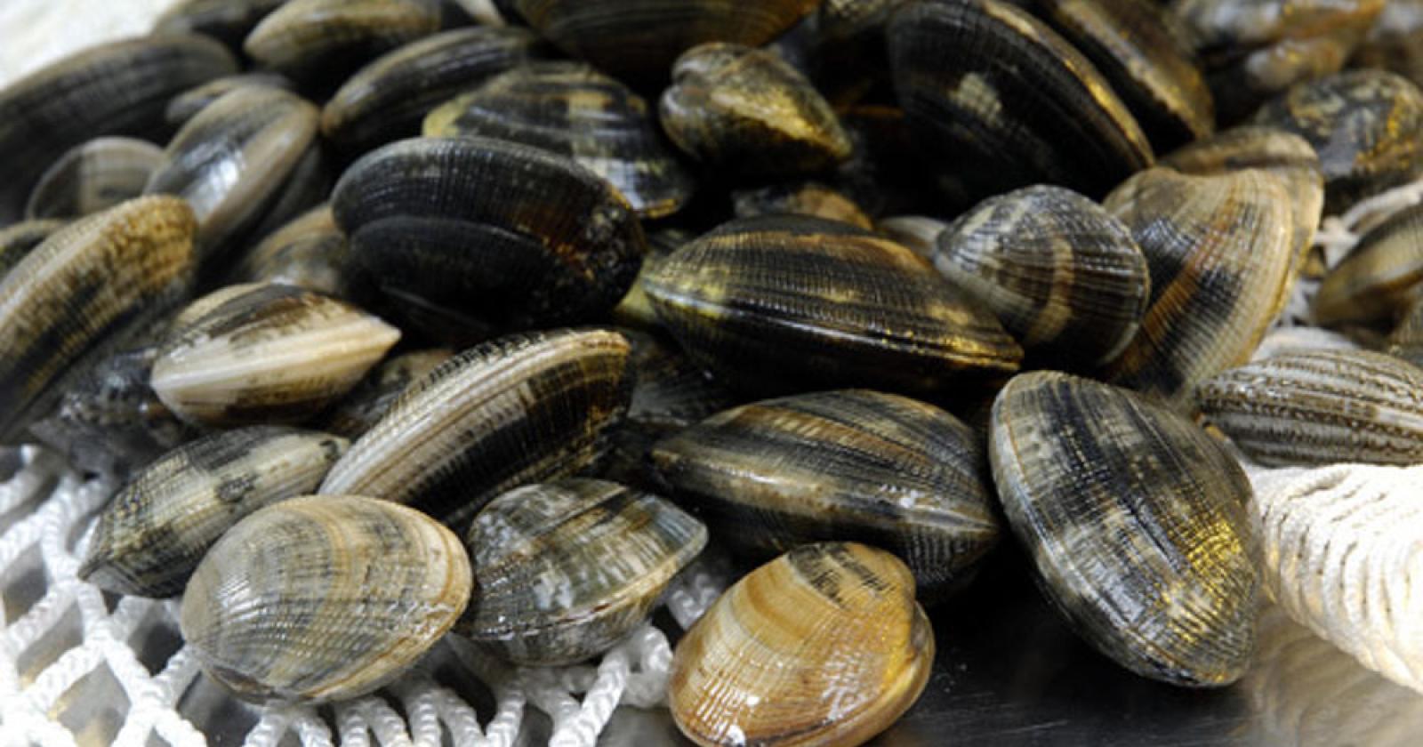 Pesca abusiva di vongole: maximulta
