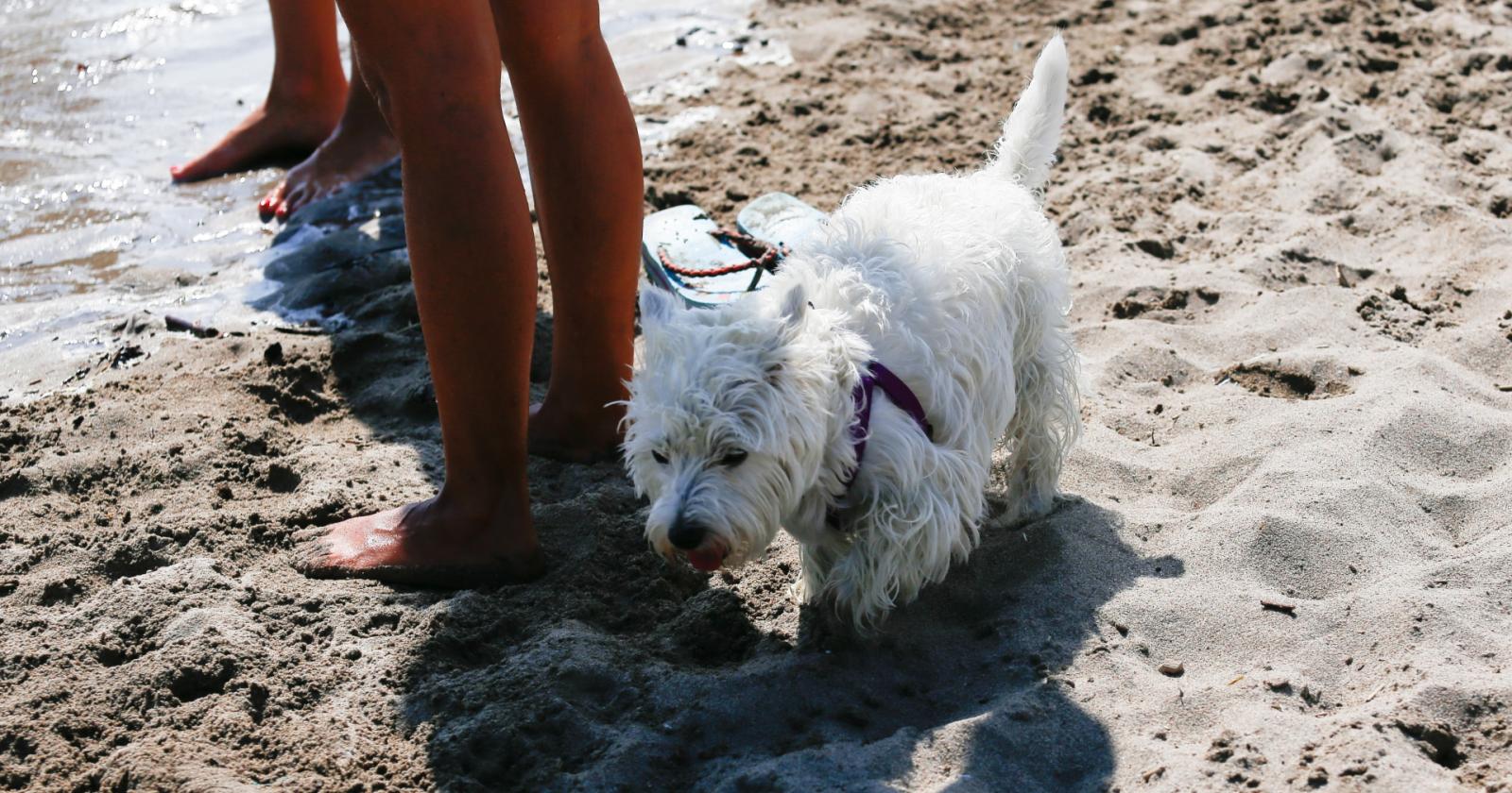 Cani in Spiaggia, continuano i progetti per gli amici a 4 zampe