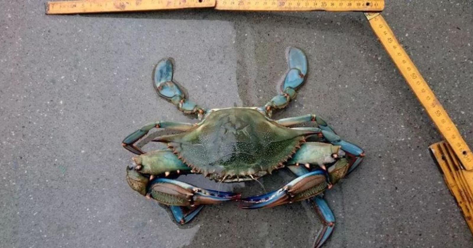 Granchio blu, dalla Regione del Veneto un aiuto per i pescatori
