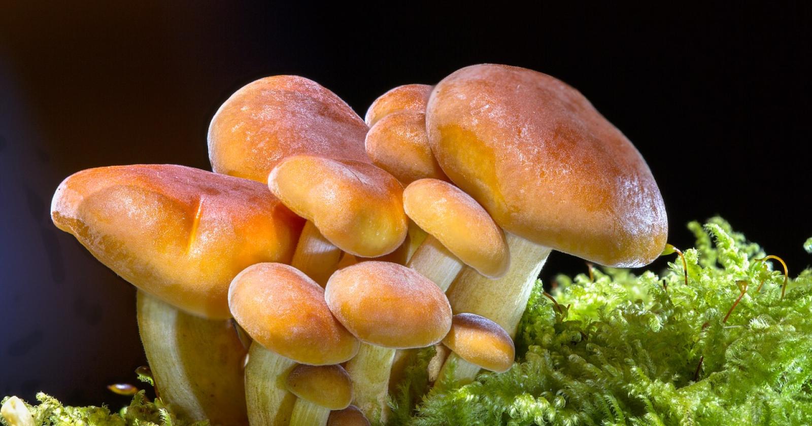 I segreti dei funghi: teoria e uscite pratiche