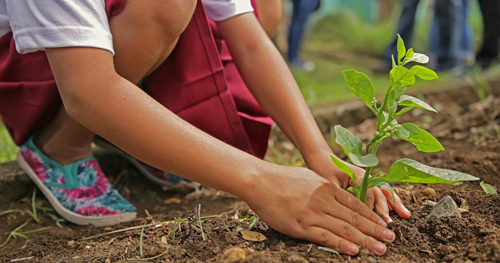 "Indosseremo i guanti e pianteremo centinaia di alberi"