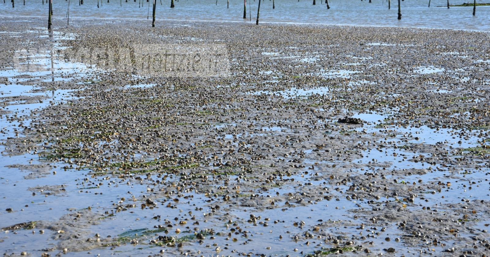 Il mare invade le lagune, strage di vongole