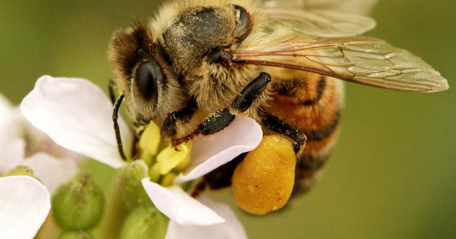Giornata ecologica regionale 2026, il Veneto punta sulle api per difendere ambiente e biodiversit&agrave;