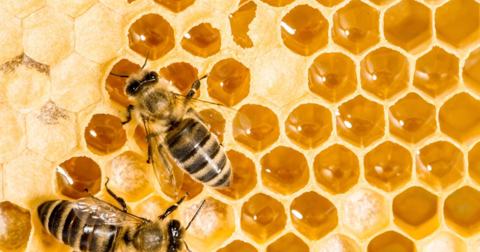 Albo degli apicoltori locali : continua la raccolta dati