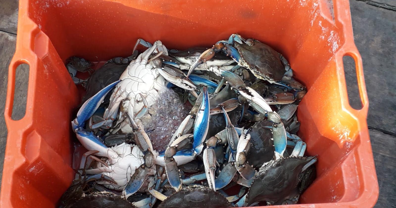 Fondi regionali a Chioggia per ripopolamento vongole e monitoraggio granchio blu