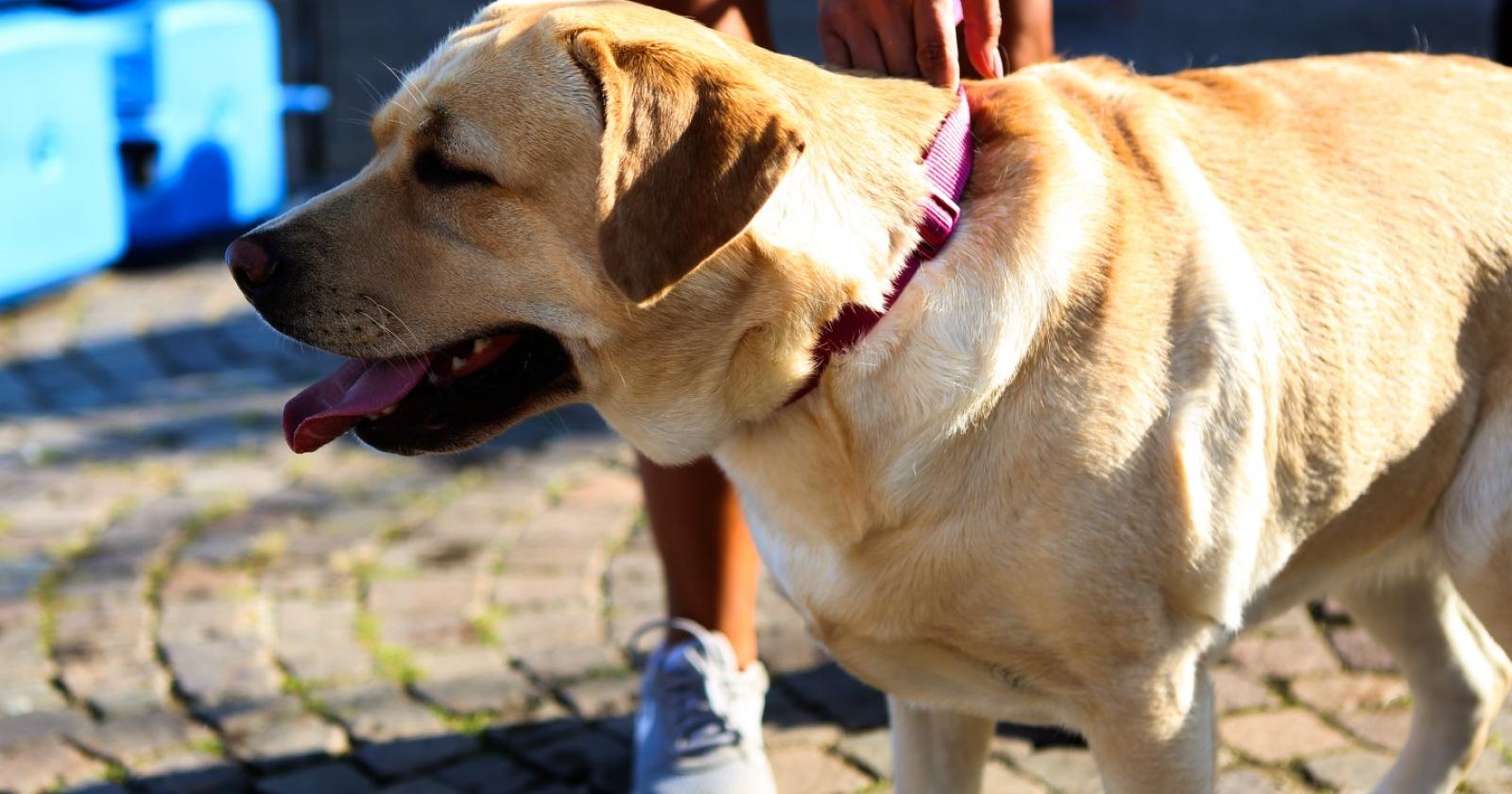 Cani da soccorso, tutti possono provare!