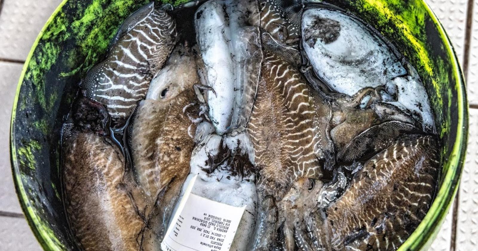 Pesca delle seppie, ordinanza per regolarla