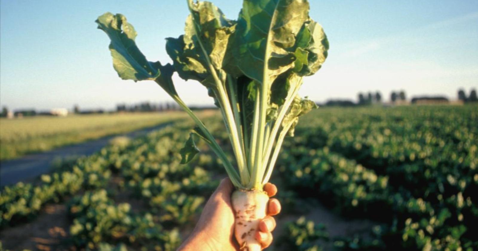 barbabietole bio in Veneto, superifici raddoppiate, lo dice Coldiretti