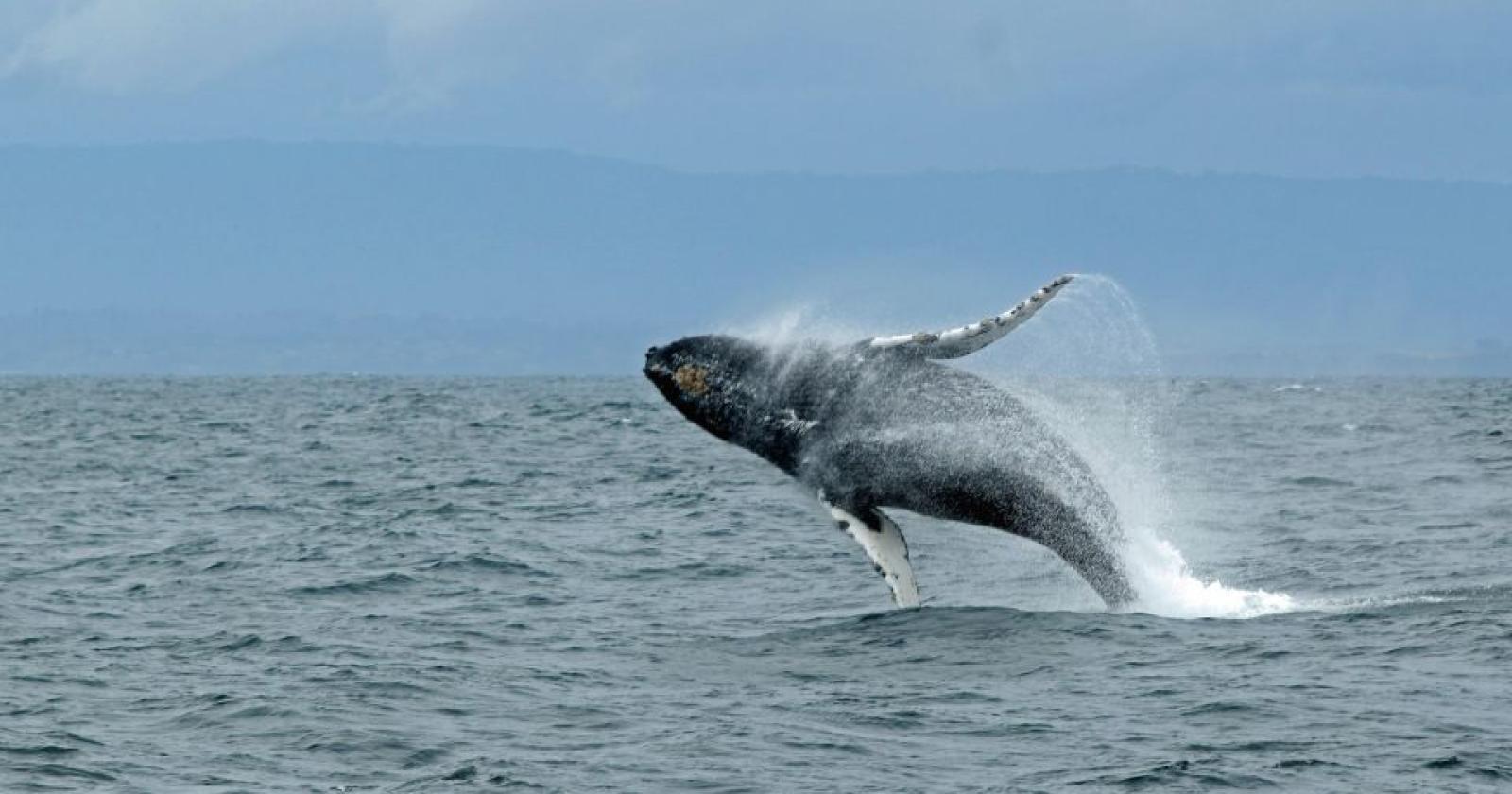 balese, cetacei, Museo di Zoologia Adriatica Giuseppe Olivi di Chioggia torna l’appuntamento estivo con il  Cineforum Scientifico 