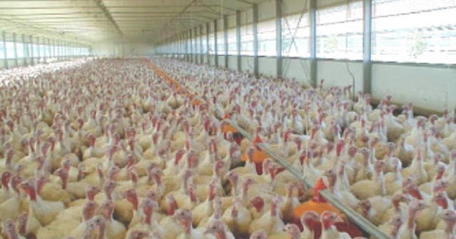 Allerta aviaria, 29 mila tacchini abbattuti per contenere il primo focolaio