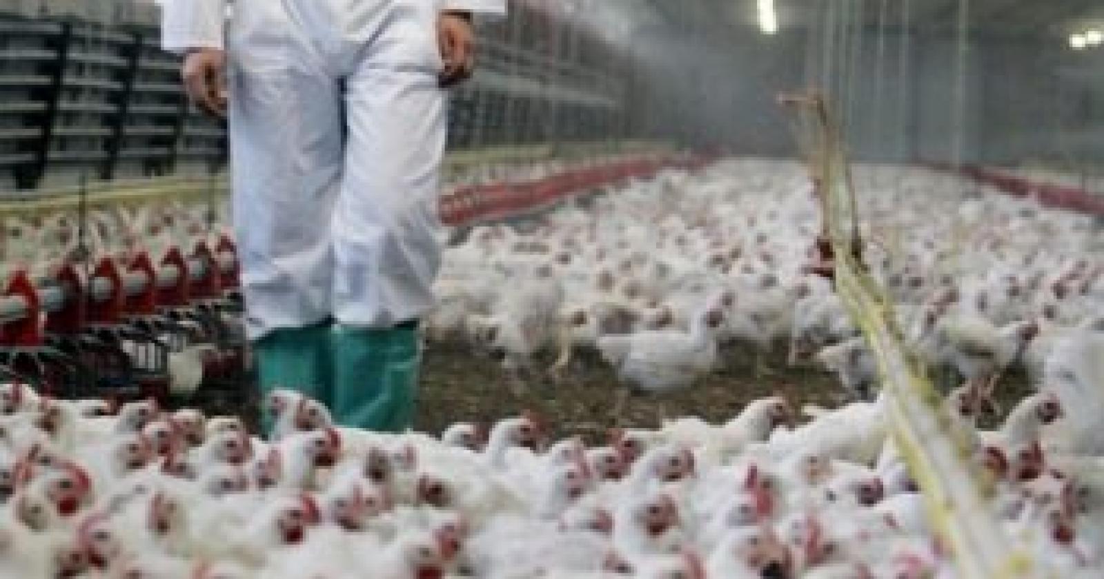 Incubo aviaria, migliaia di capi abbattuti in Polesine