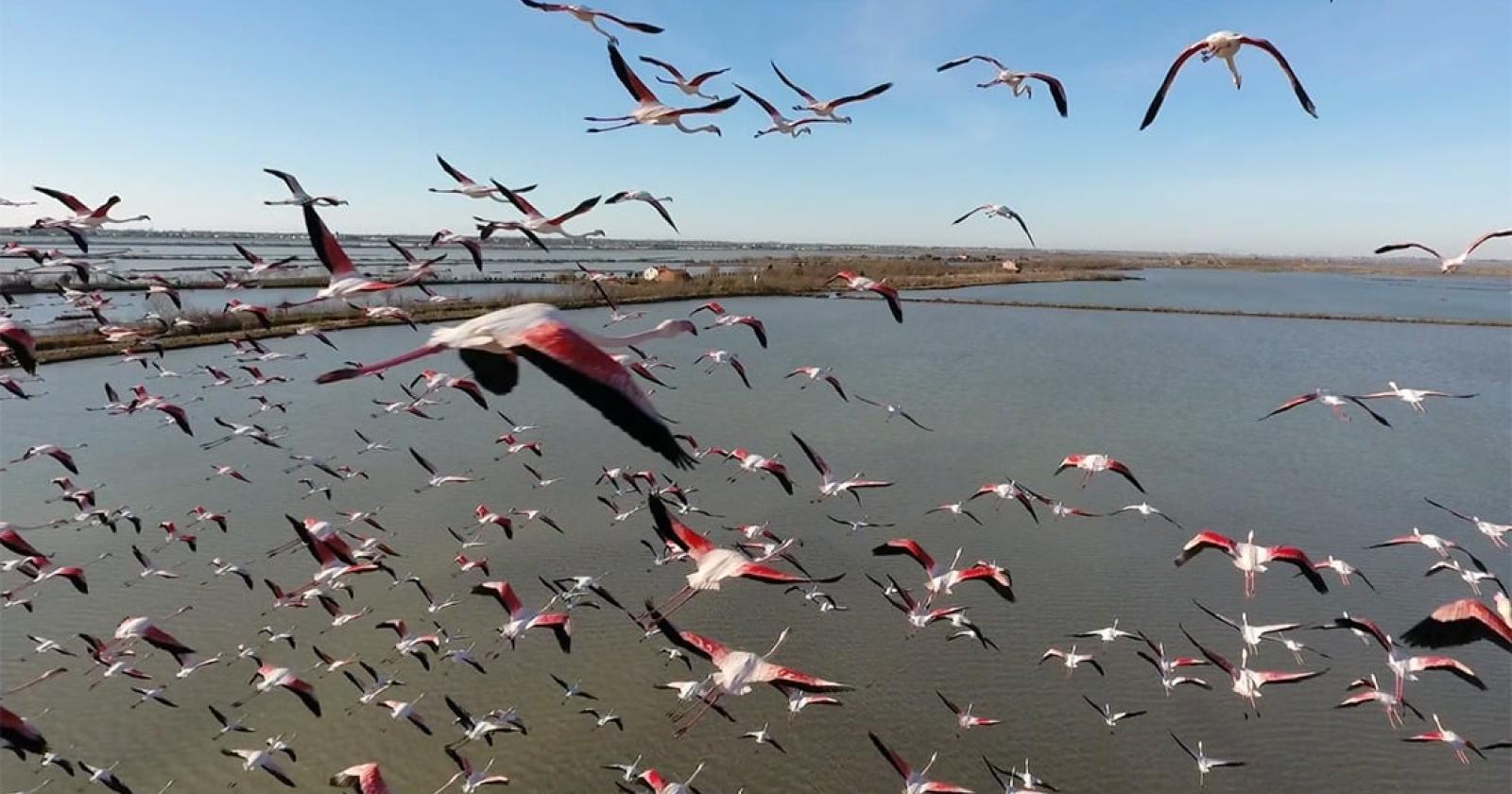 Fenicotteri rosa, 15mila esemplari nel veneziano