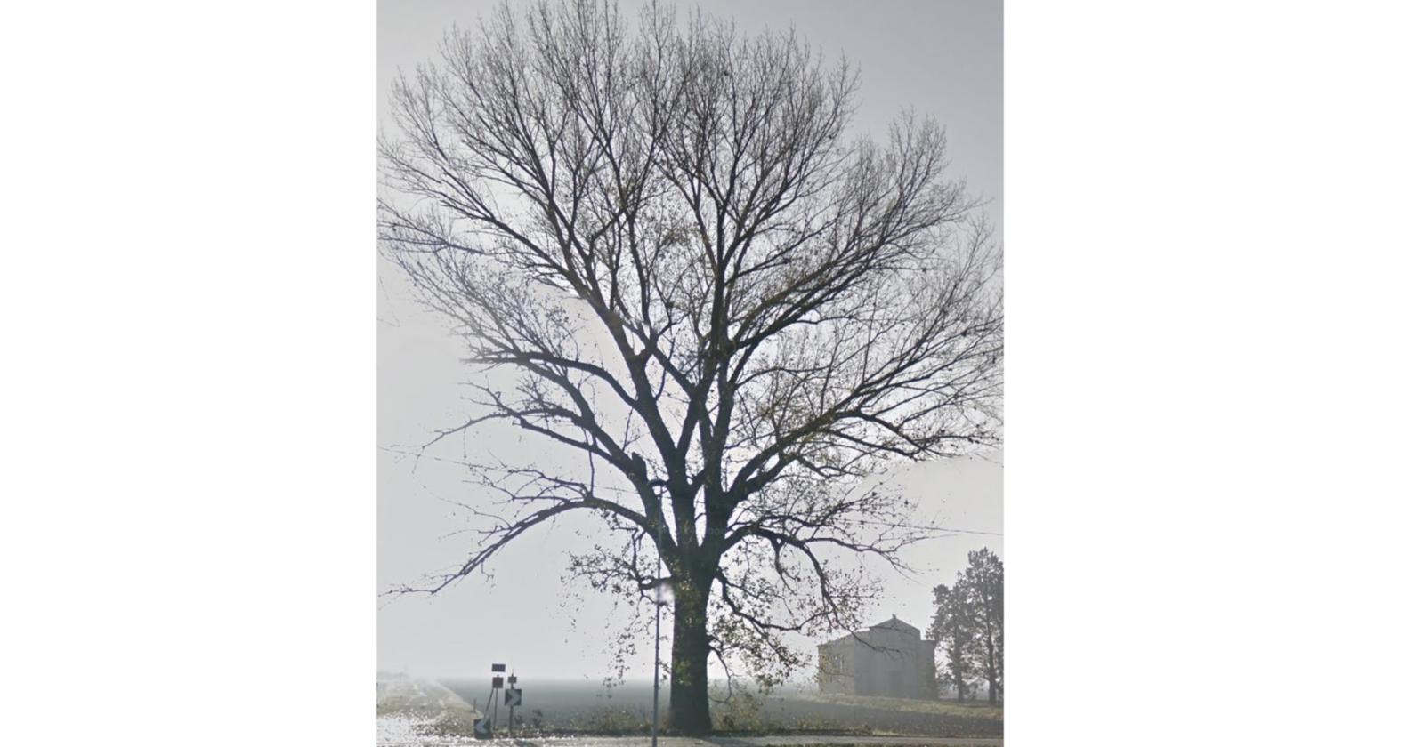 “Non toccate il pioppo nero di Bruso” 