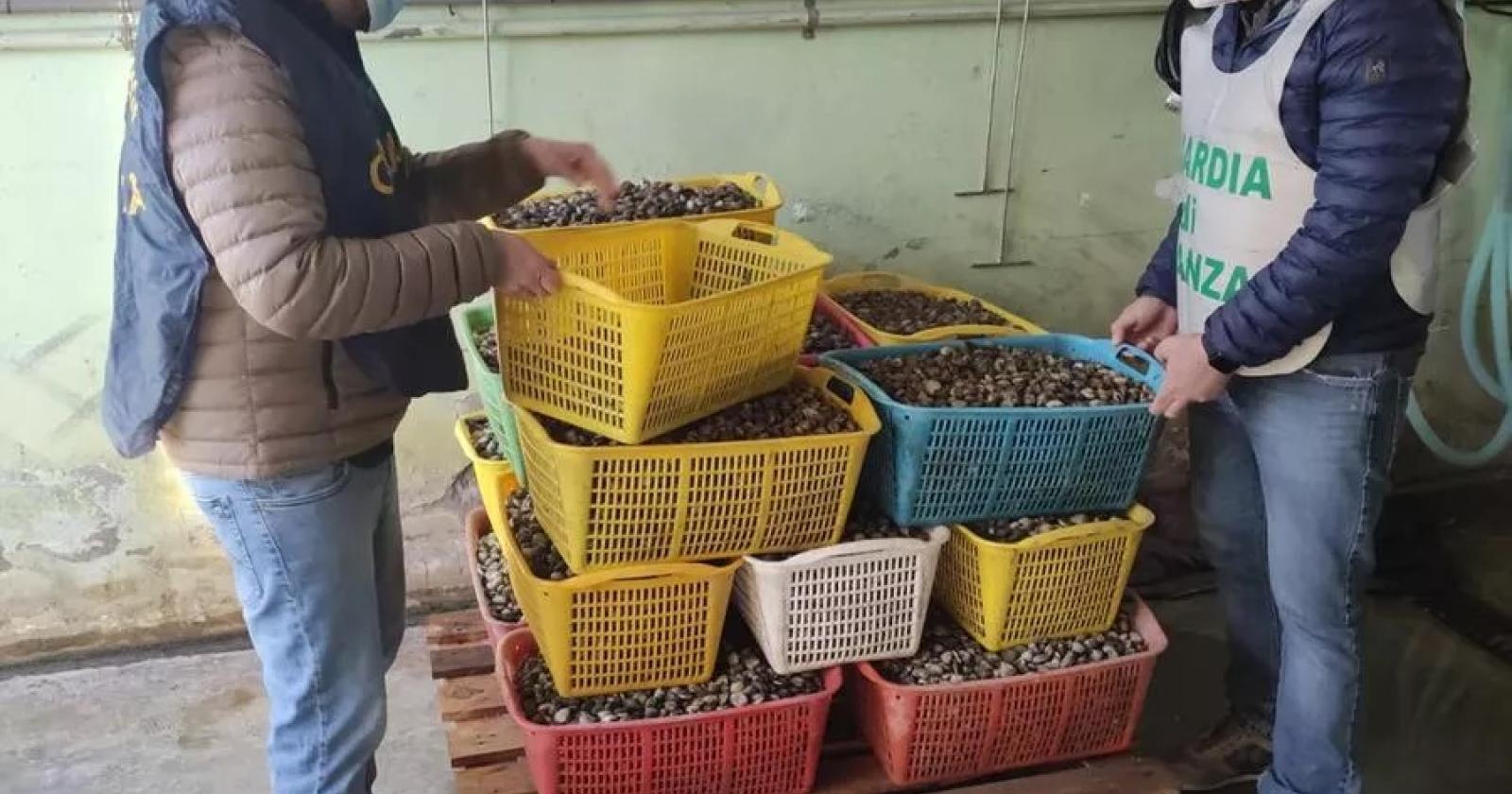 Sequestrato laboratorio abusivo di vongole