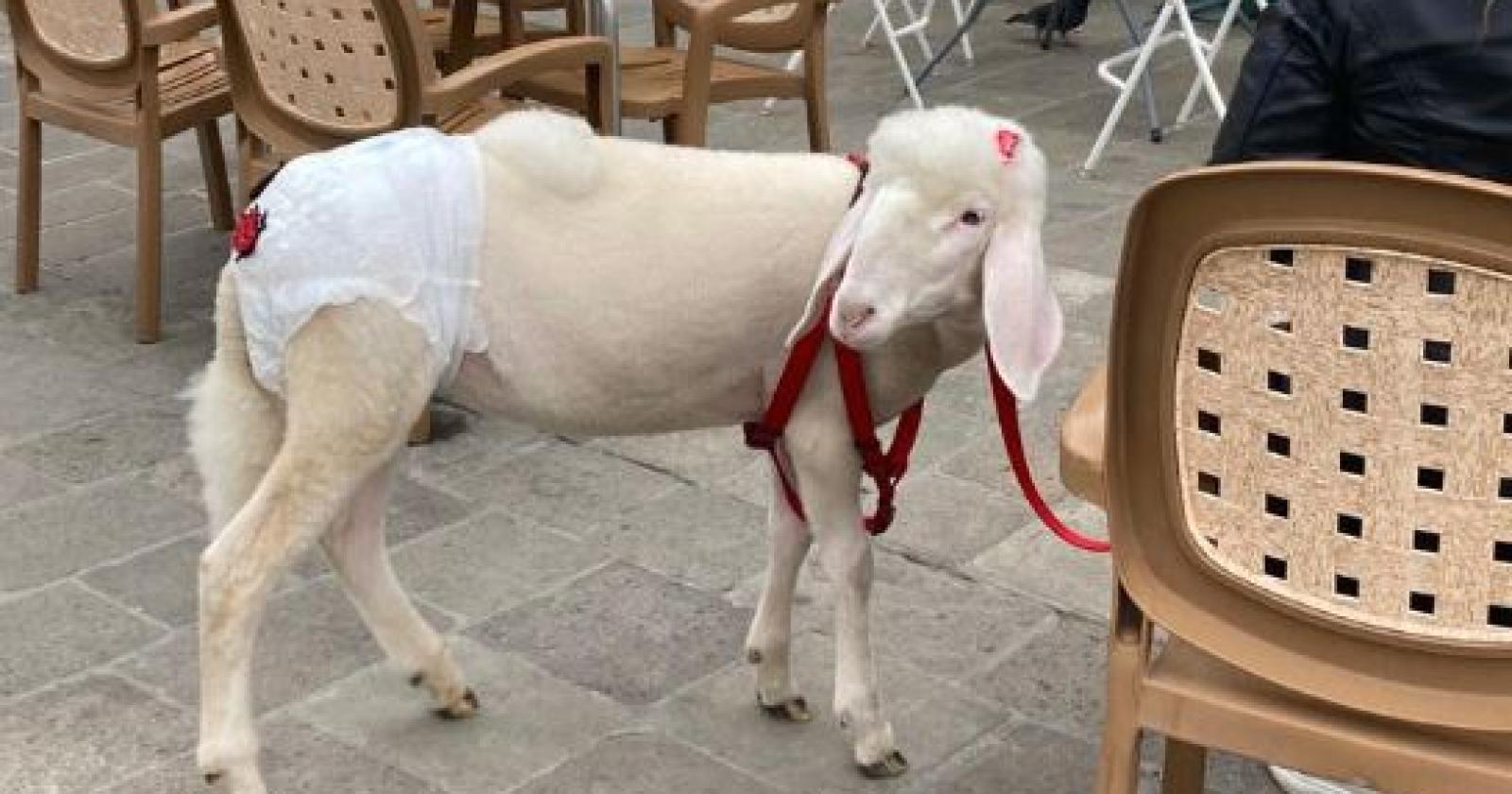 A spasso per il Corso con la pecora da compagnia
