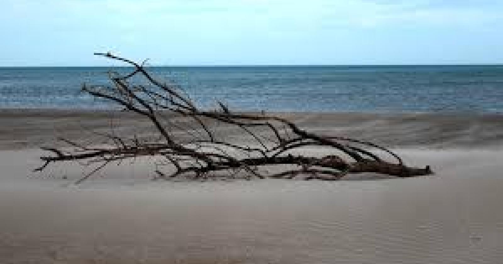 Il legno sulla spiaggia non più rifiuto ma biomassa
