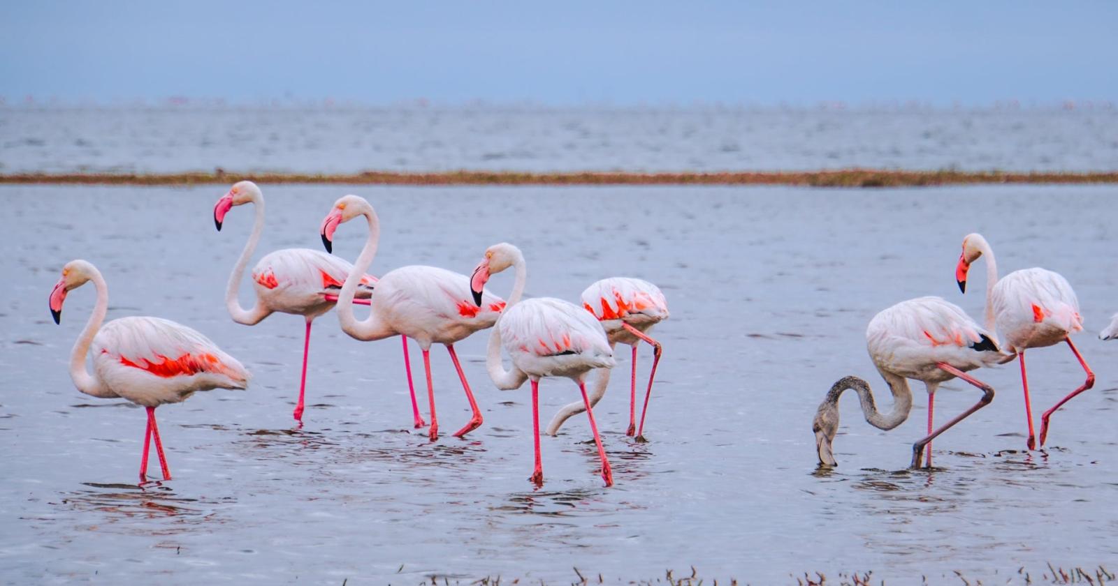 Un centinaio di fenicotteri rosa sul canale Stecche