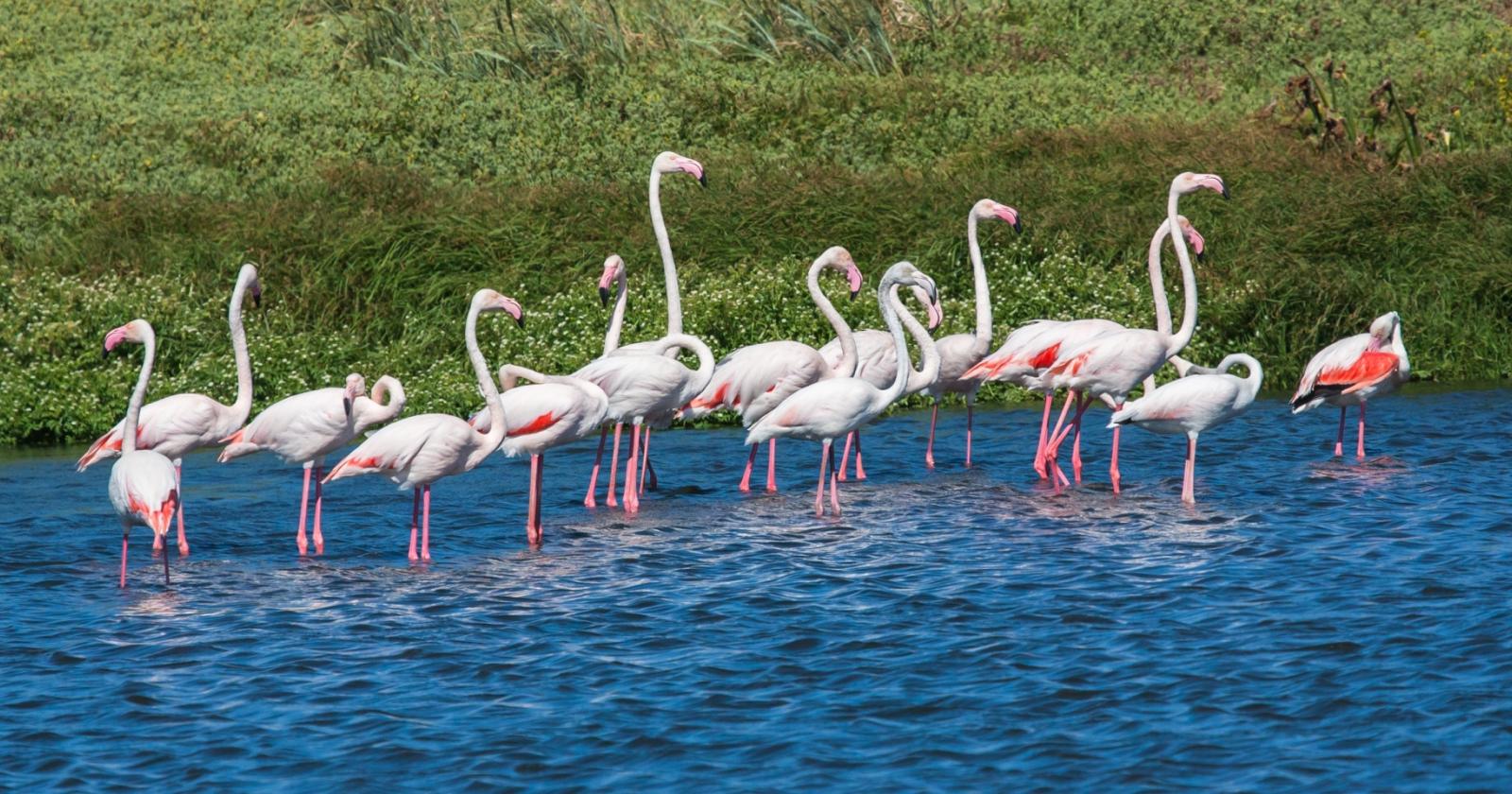 I fenicotteri rosa fotografatissimi dal ponte Translagunare