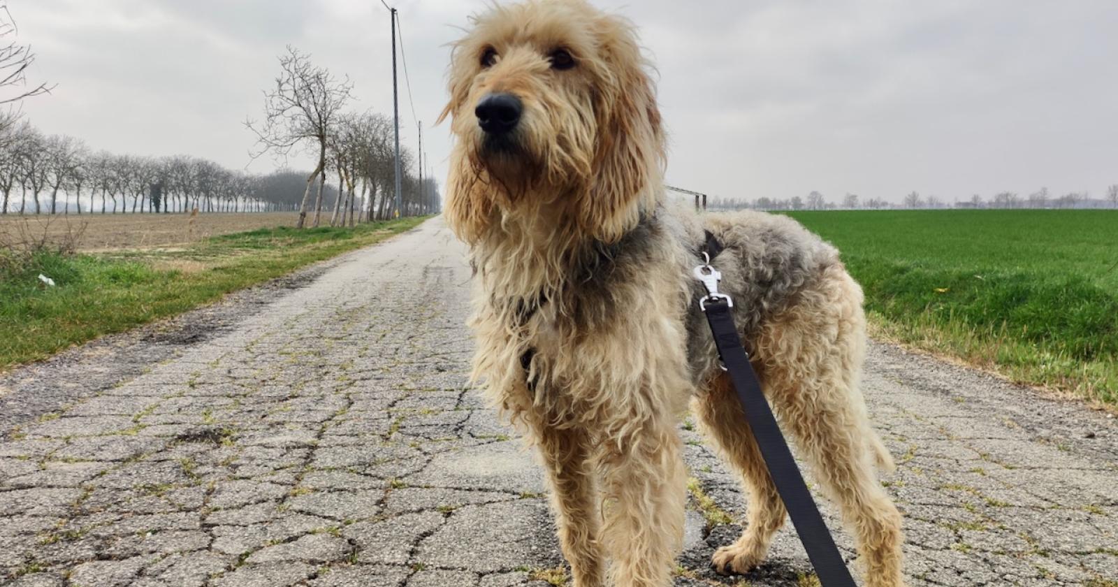 I cimiteri aprono agli animali