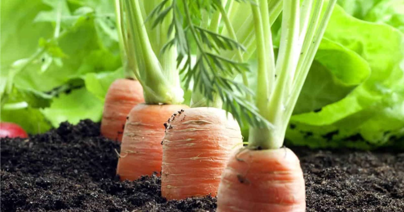 A Chioggia tantissime carote vengono distrutte