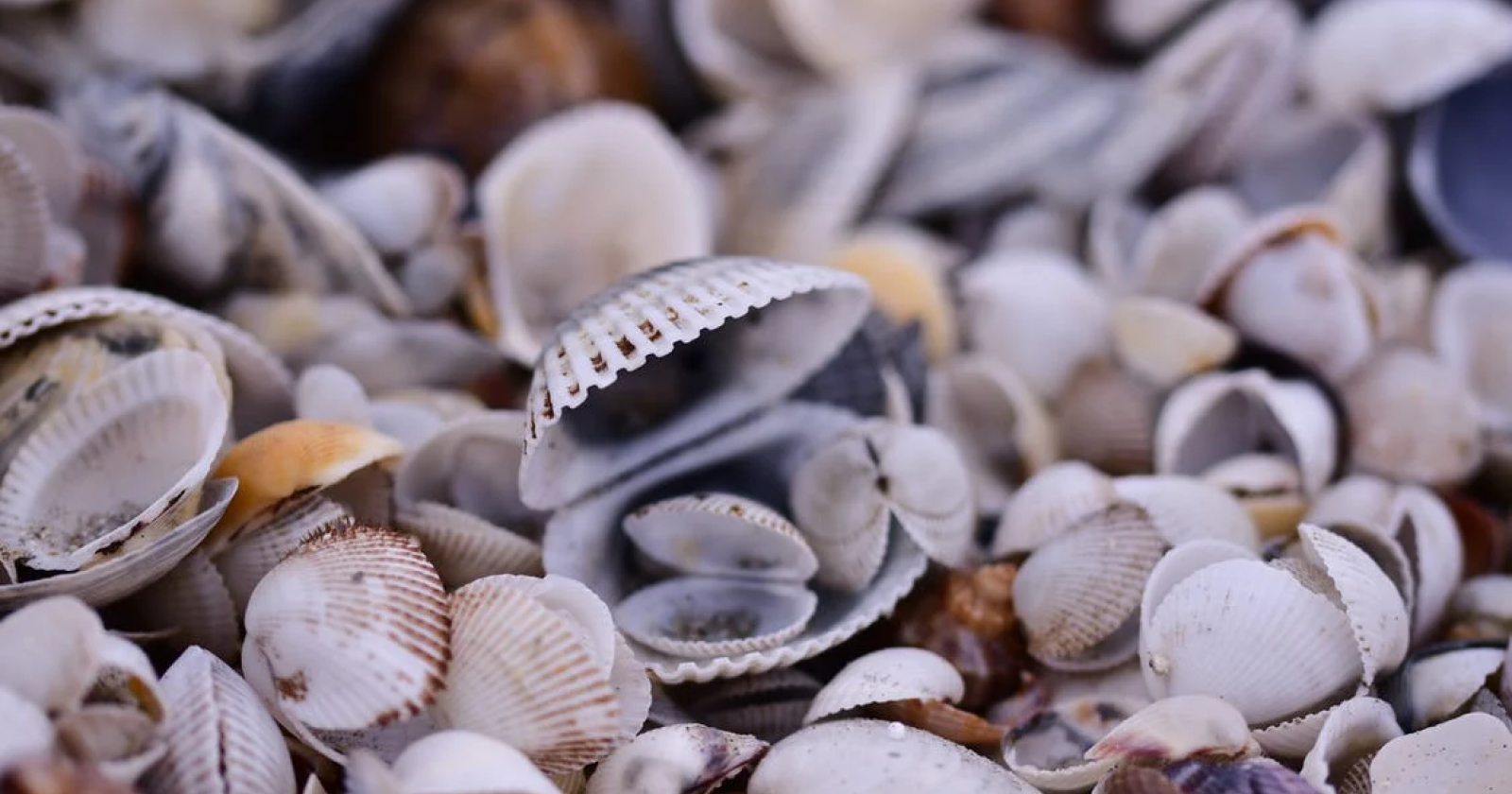 Moria di vongole, a rischio il lavoro di migliaia di pescatori